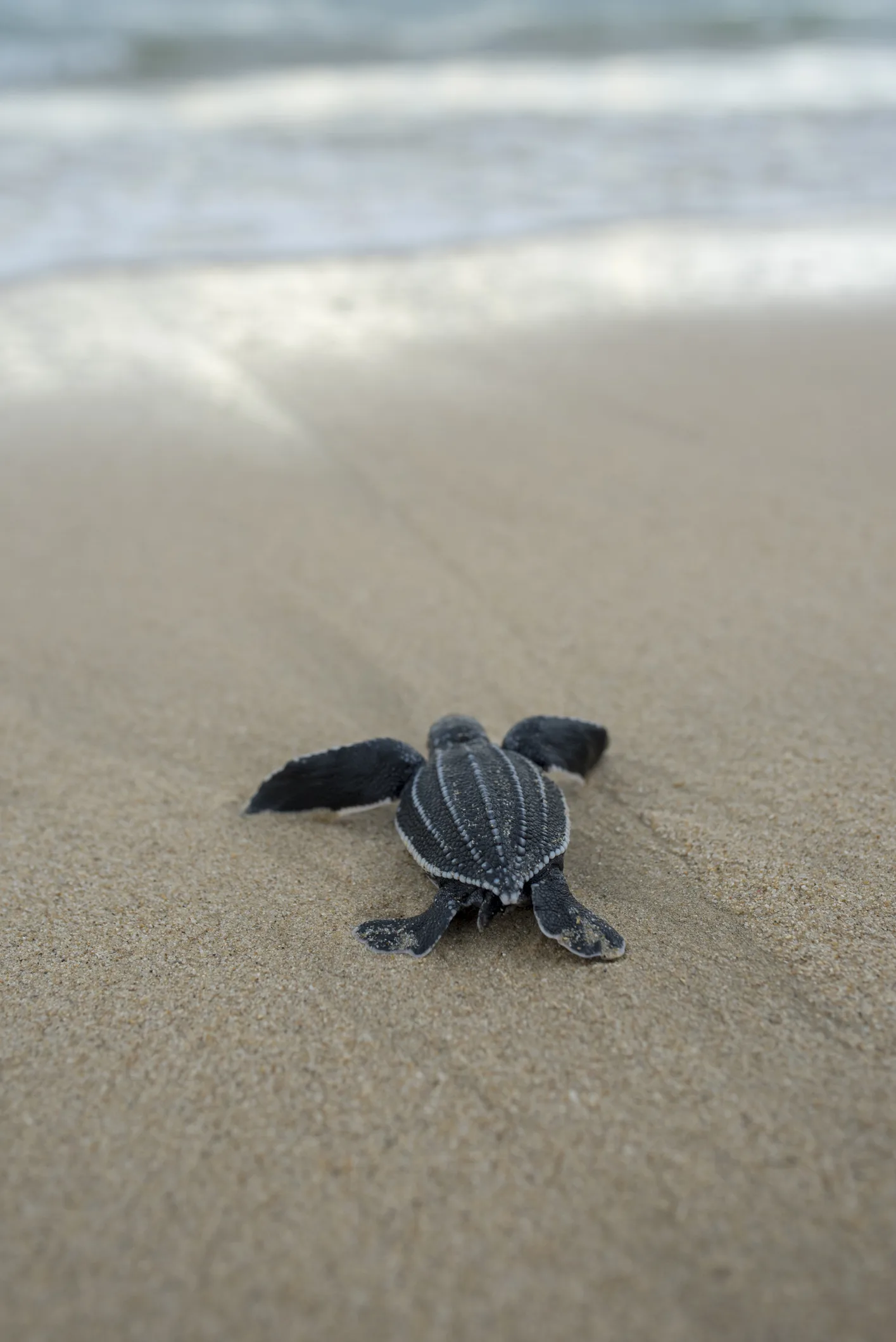 สวนสัตว์สงขลาขยายพันธุ์เต่าหกเหลือง ล่าสุดแม่เต่า 3 ตัววางไข่รวม 91 ฟอง