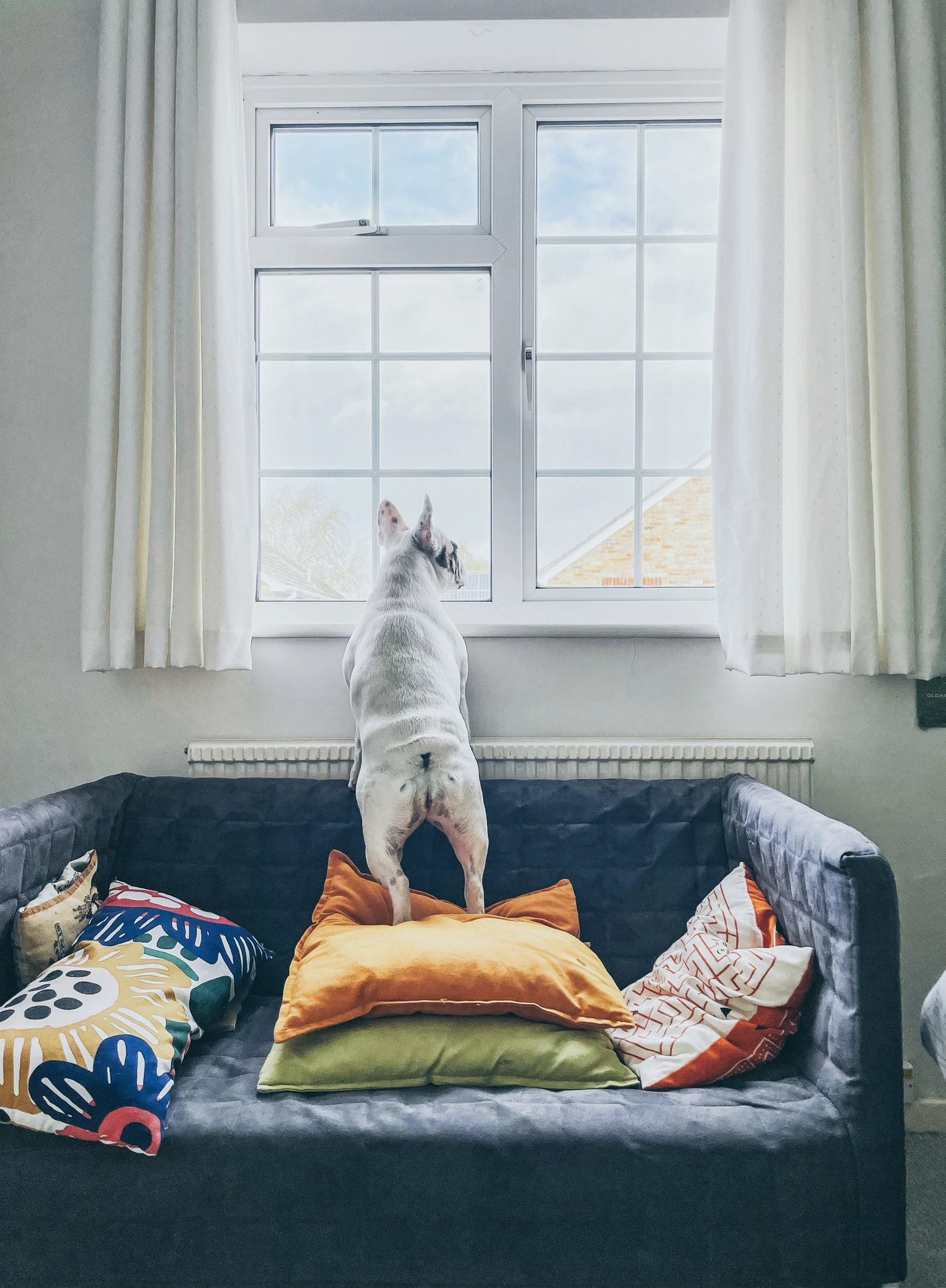 Tips para que el perro no se suba a la cama o al sillón