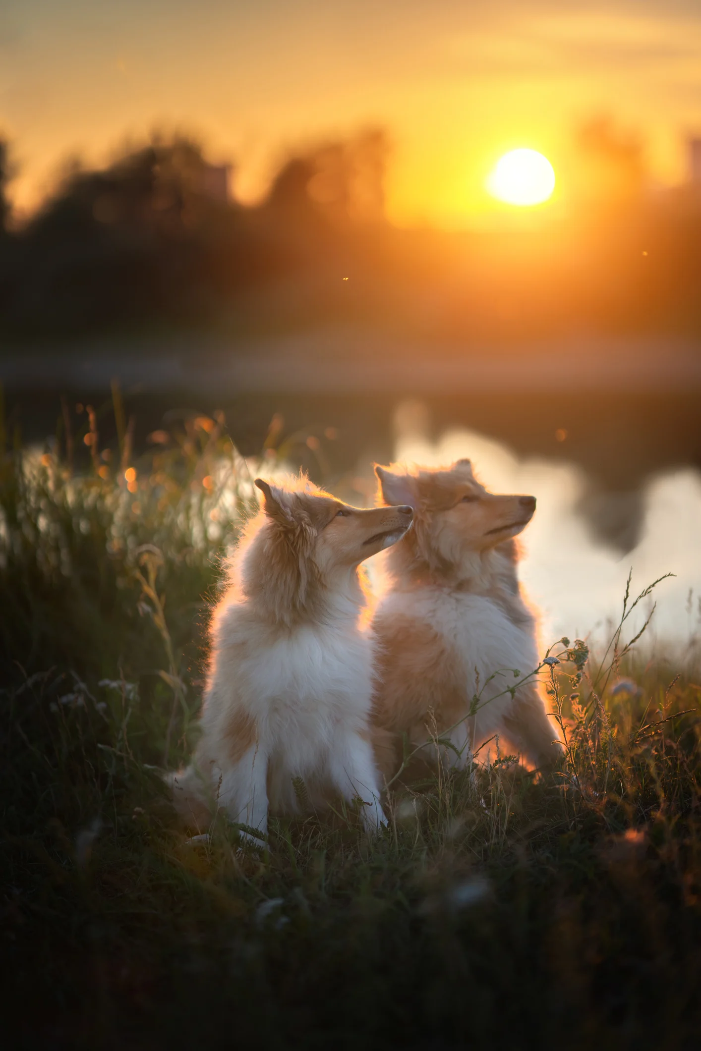 “La mia vita segreta da cane”: la storia dell’uomo che ha speso oltre 15mila dollari per trasformarsi in un Collie