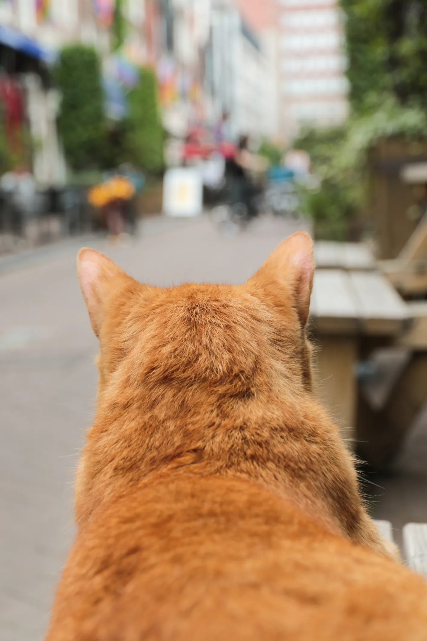 Stray, il videogioco con i gatti che aiuta i gatti