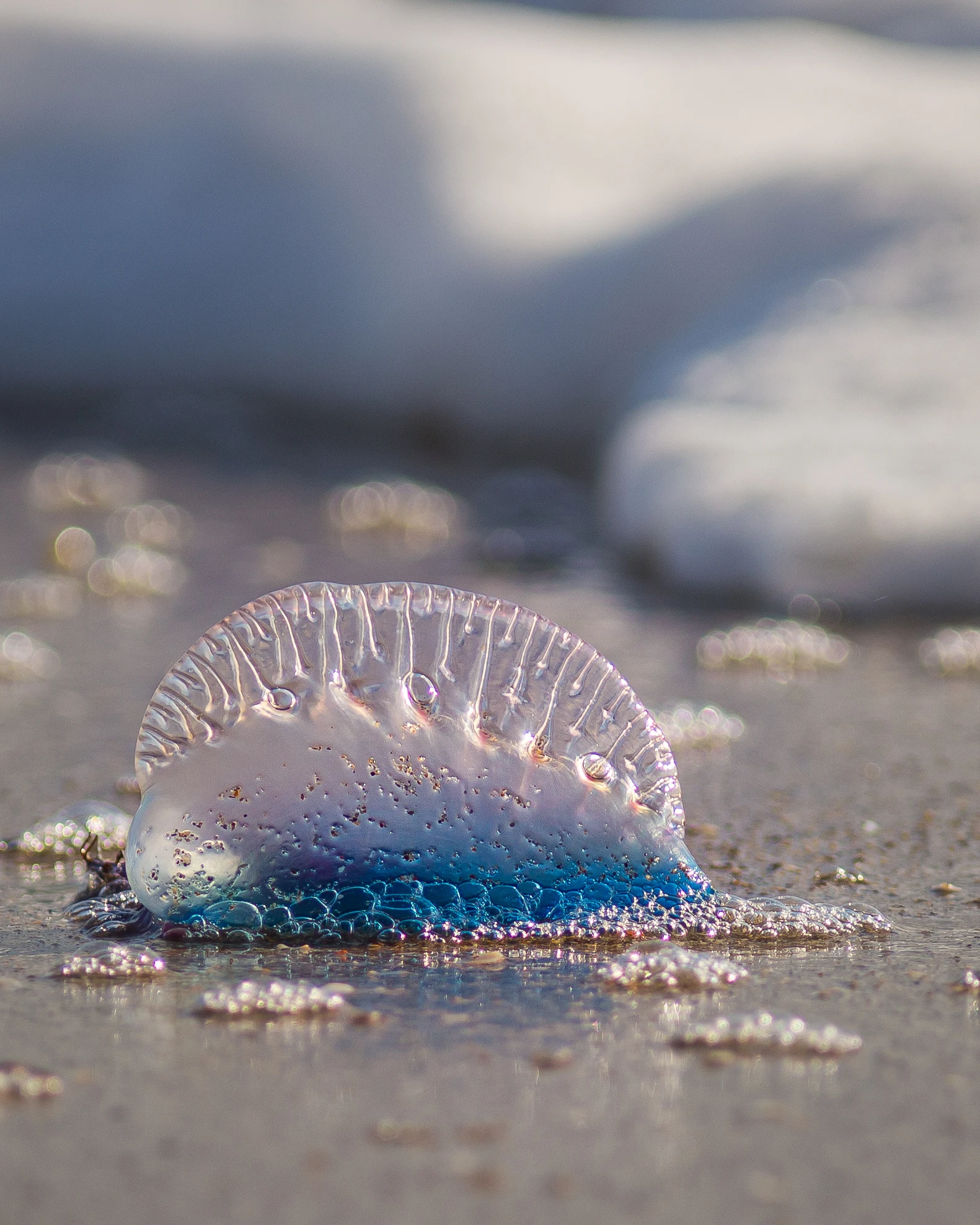 Che animale è, dove vive e quanto è pericolosa la caravella portoghese?