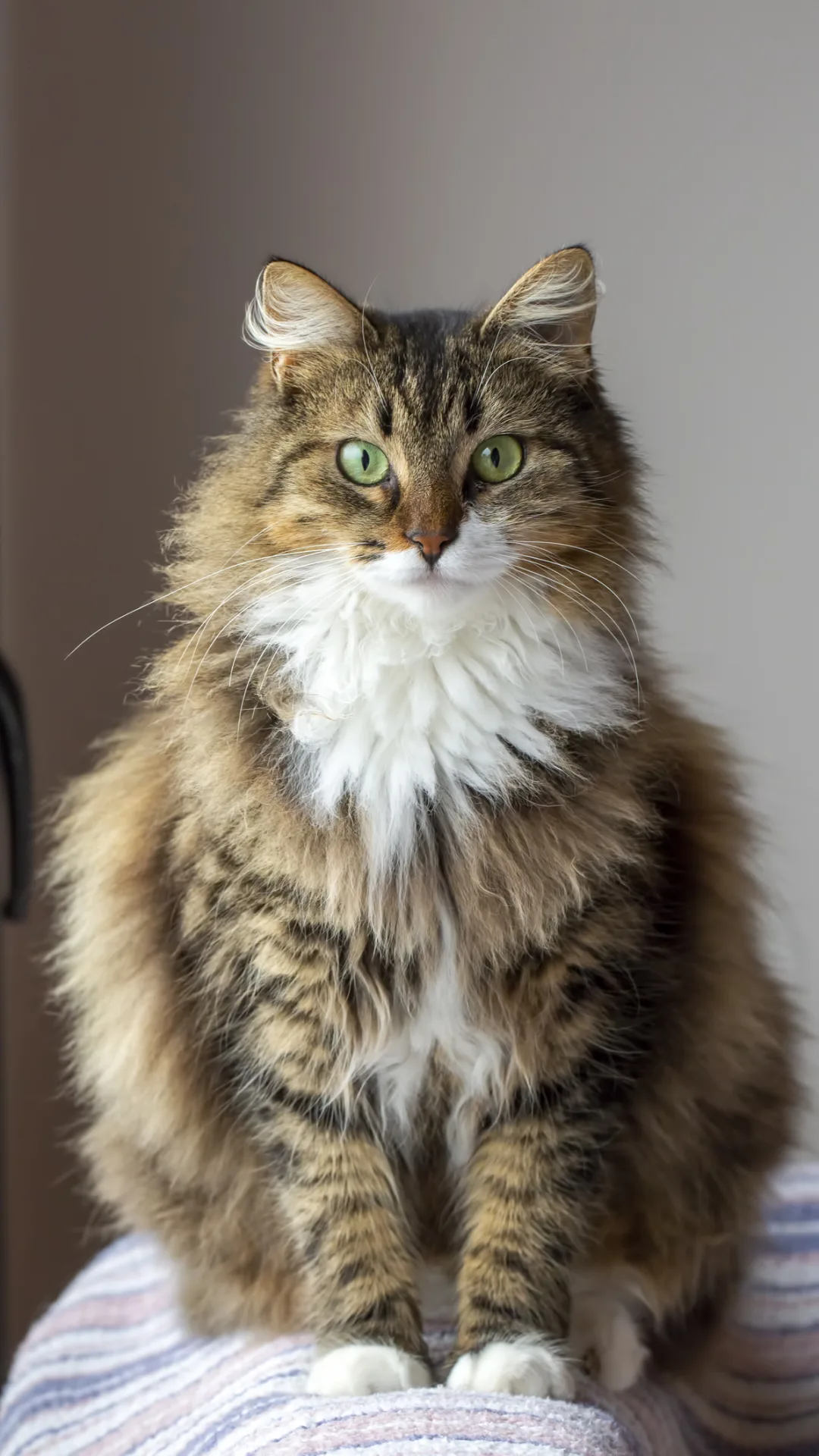 Golden ratio reveals most beautiful cat breed to be Norwegian Forest