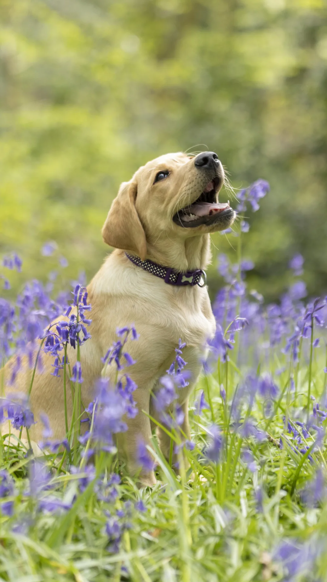 Perros Labradores bebés: precio, fotos, criaderos y características