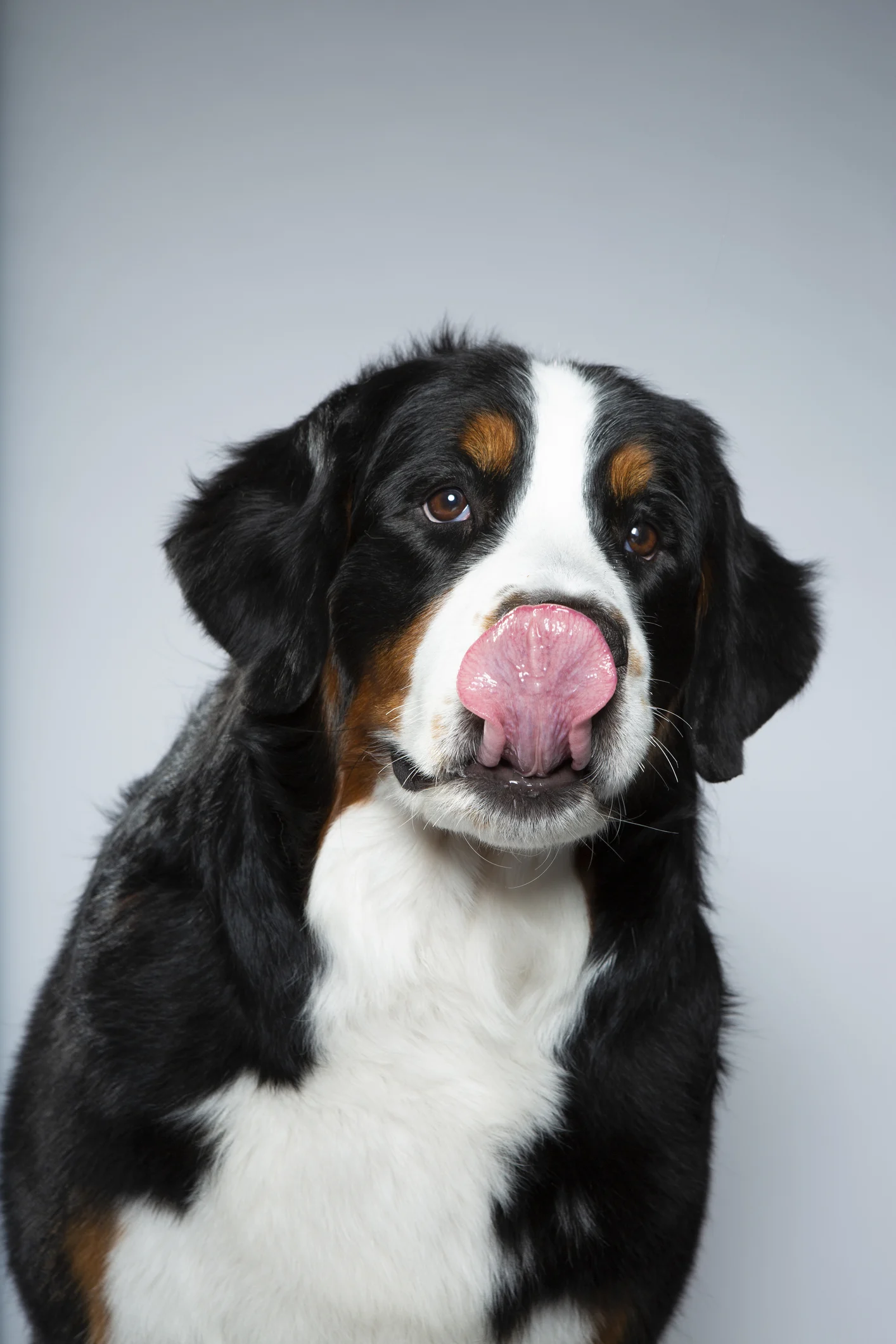 ¿Por qué los perros se lamen las heridas y por qué es importante evitarlo?