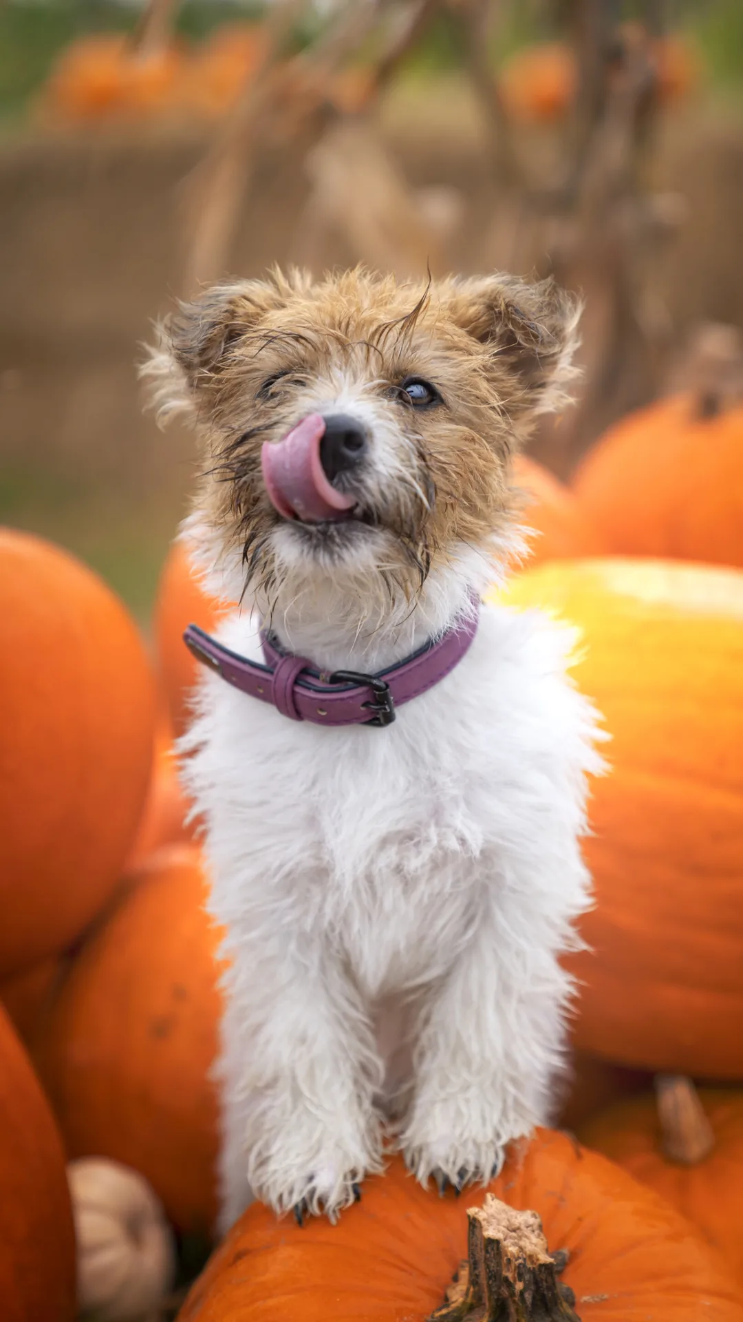 犬が顔をなめてきたときの正しい対応とは　嬉しいけど注意が必要｜獣医師が解説