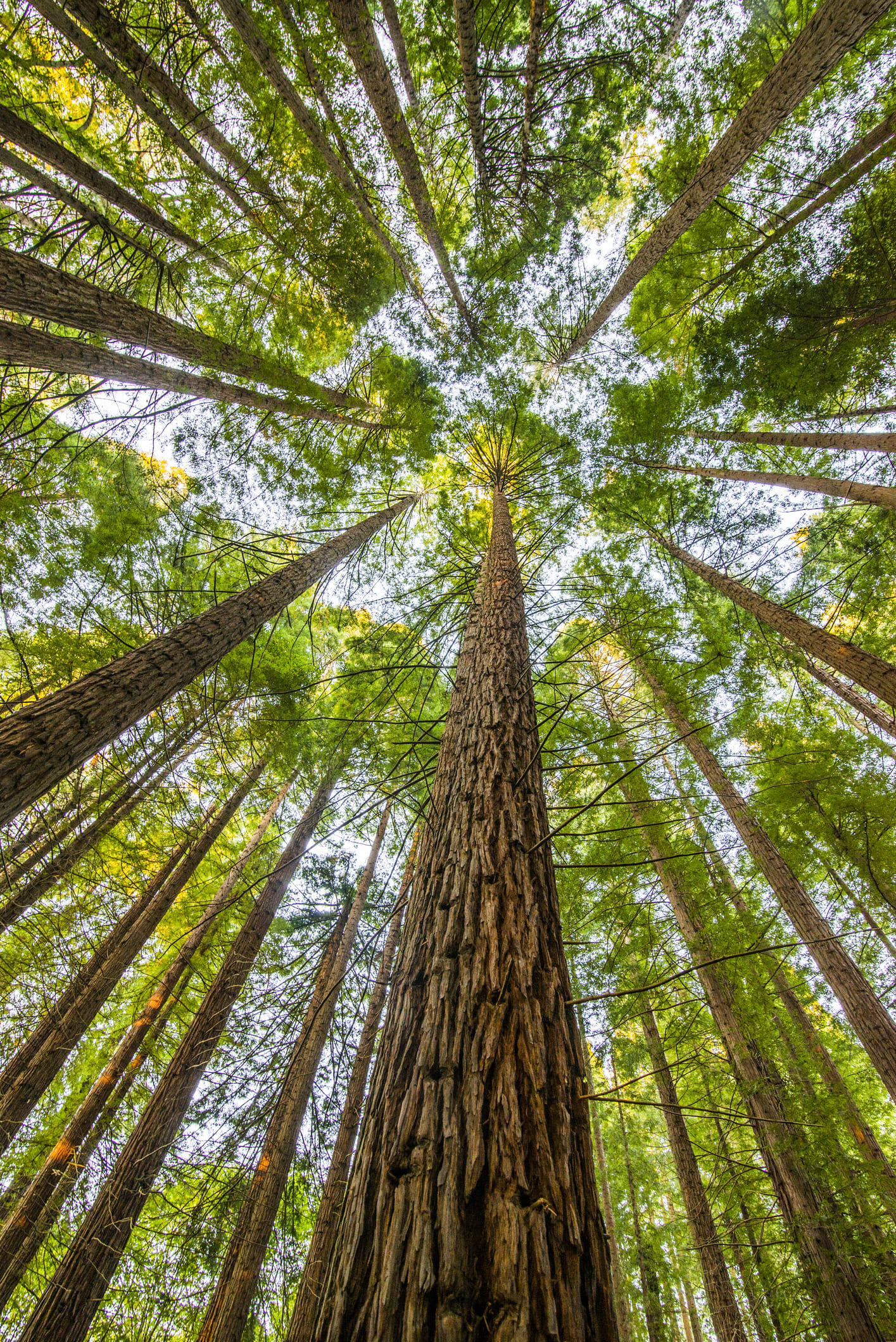 Así es Hyperión, el árbol más grande del mundo