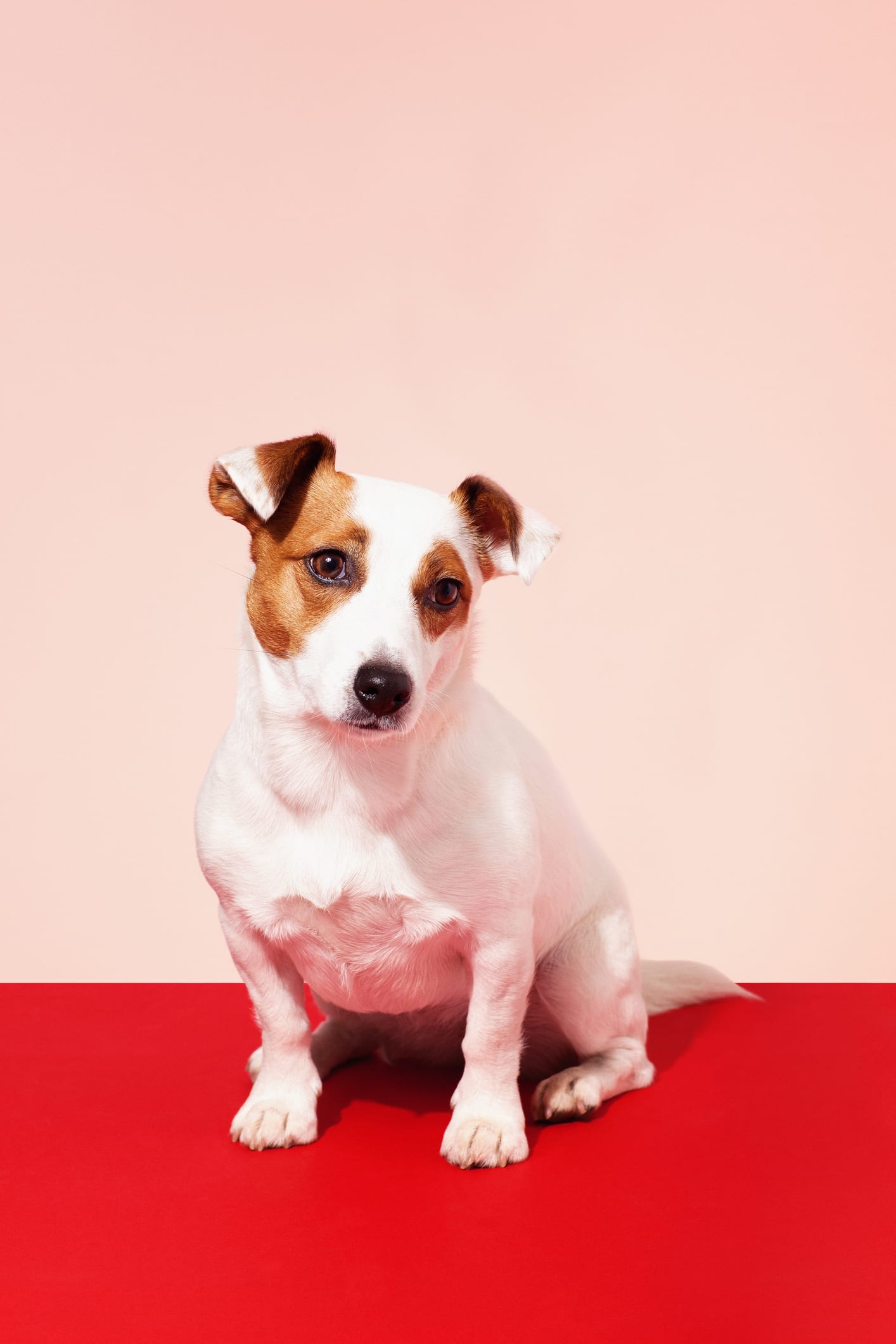 Here's why your dog always stares at you