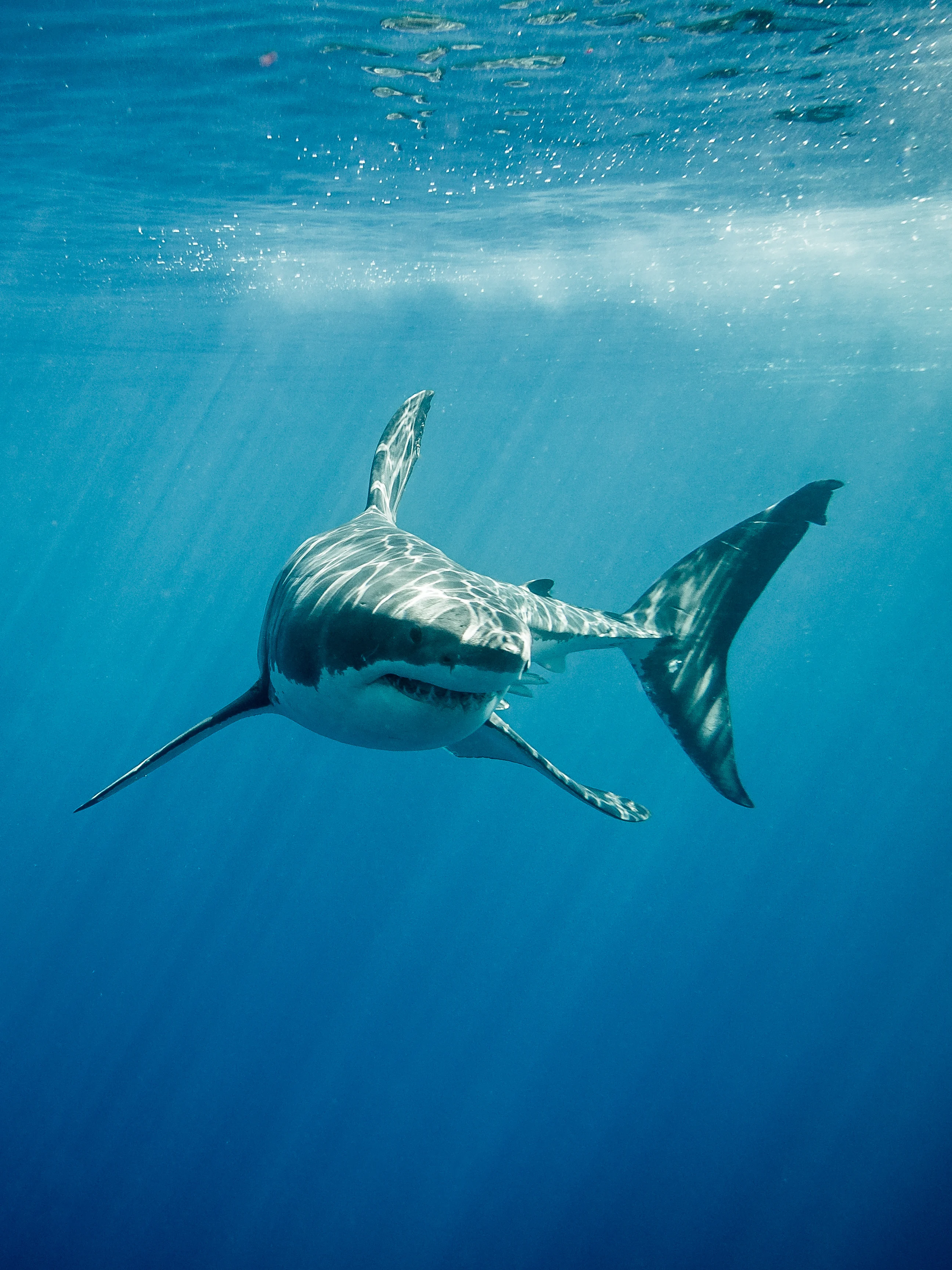Secret great white shark social club discovered off Mexican coast