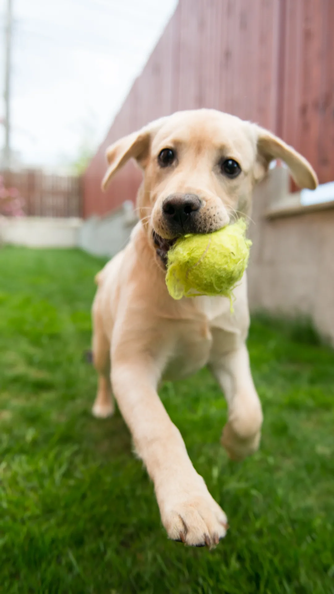 Perros Golden Retriever bebés: precios, fotos, criaderos y características