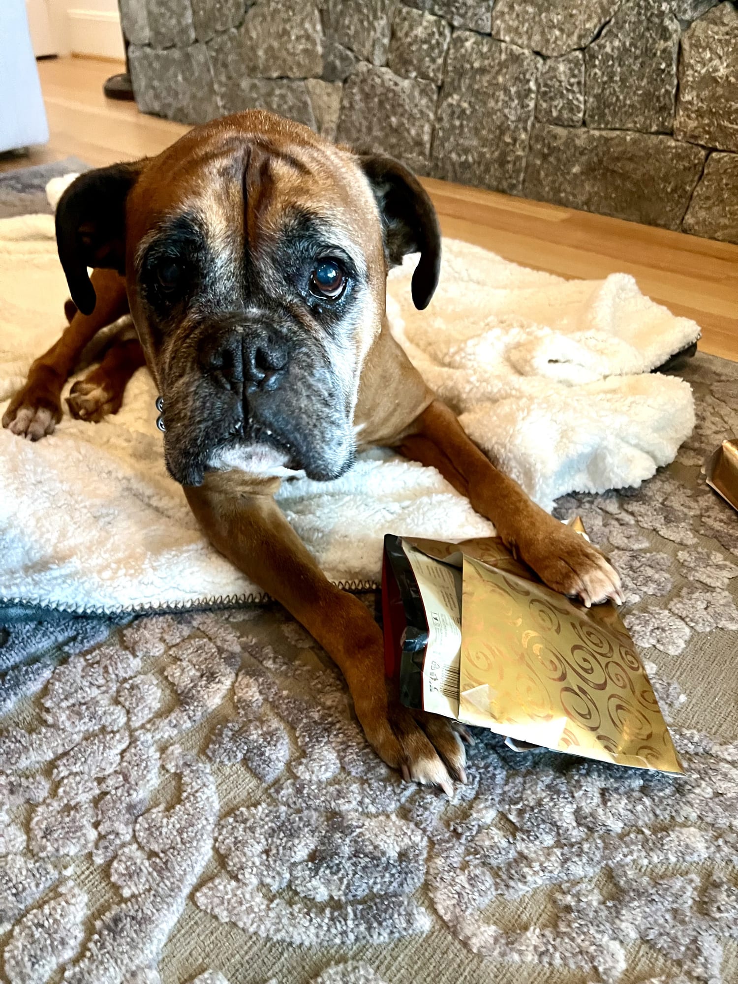 Guia de Raças: Boxer, cara de cão bravo, mas coração de cachorrinho