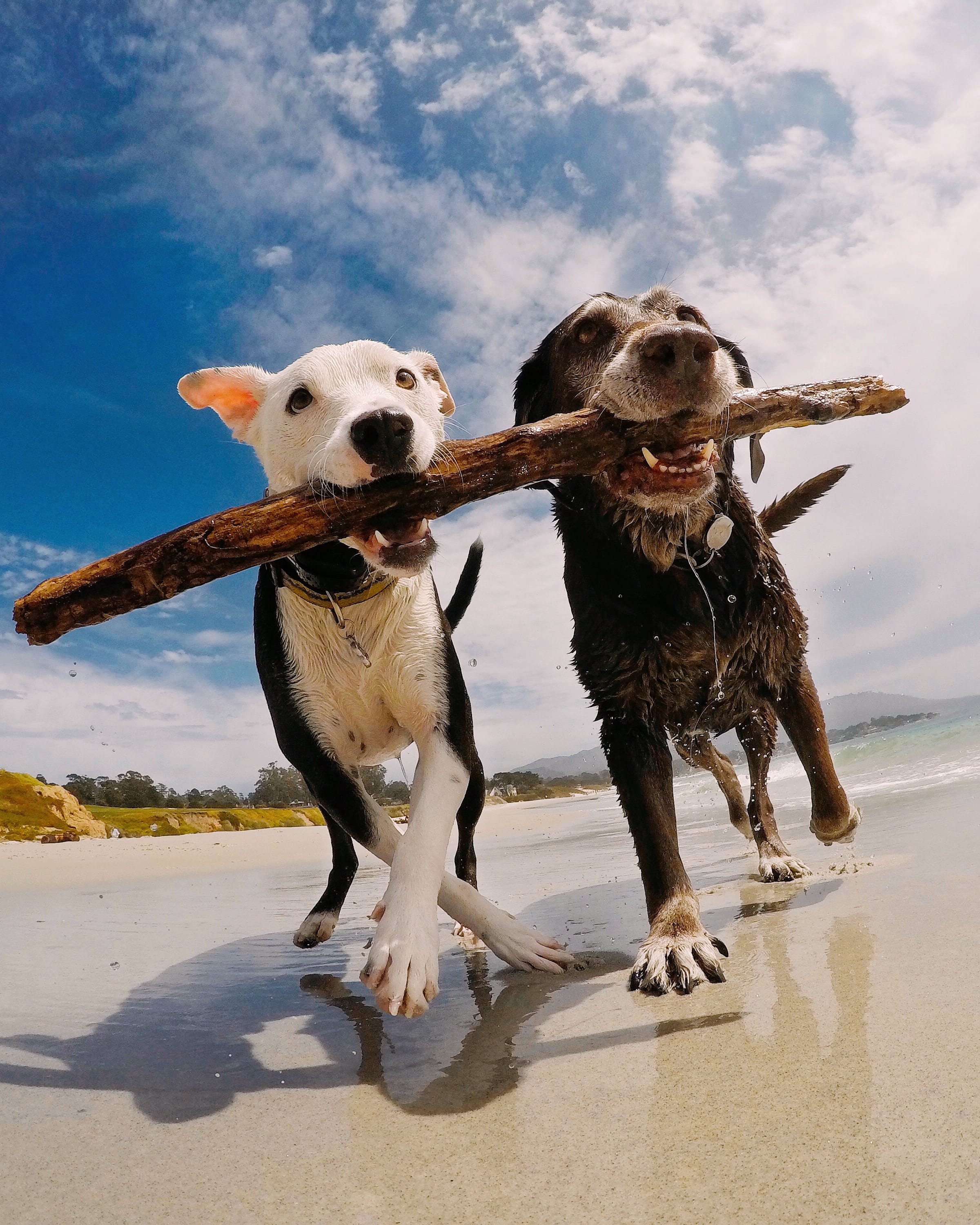 ¿Besar a tu perro es bueno para la salud? Esto dice la ciencia