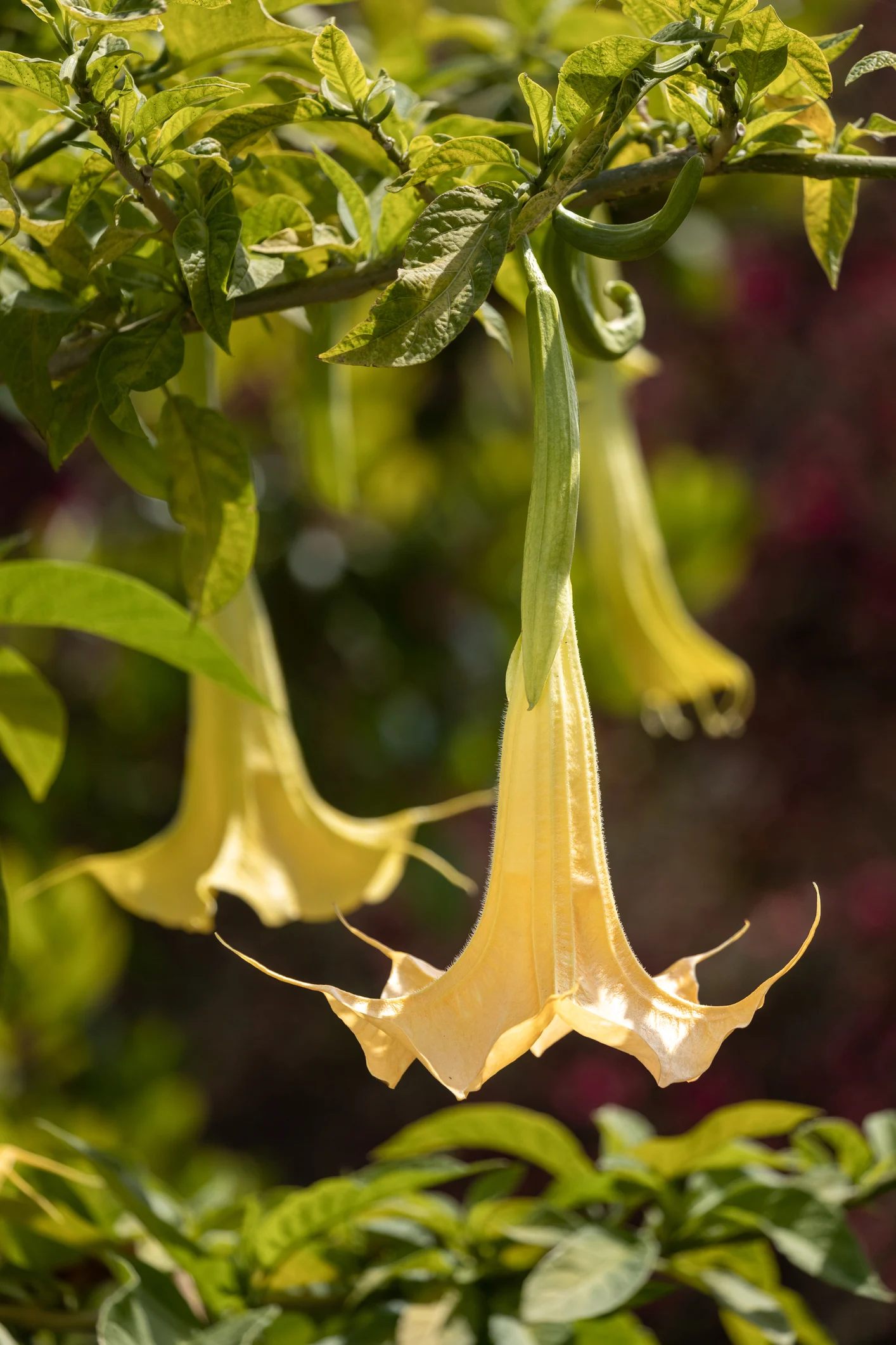 Come coltivare la datura, senza temere la sua tossicità