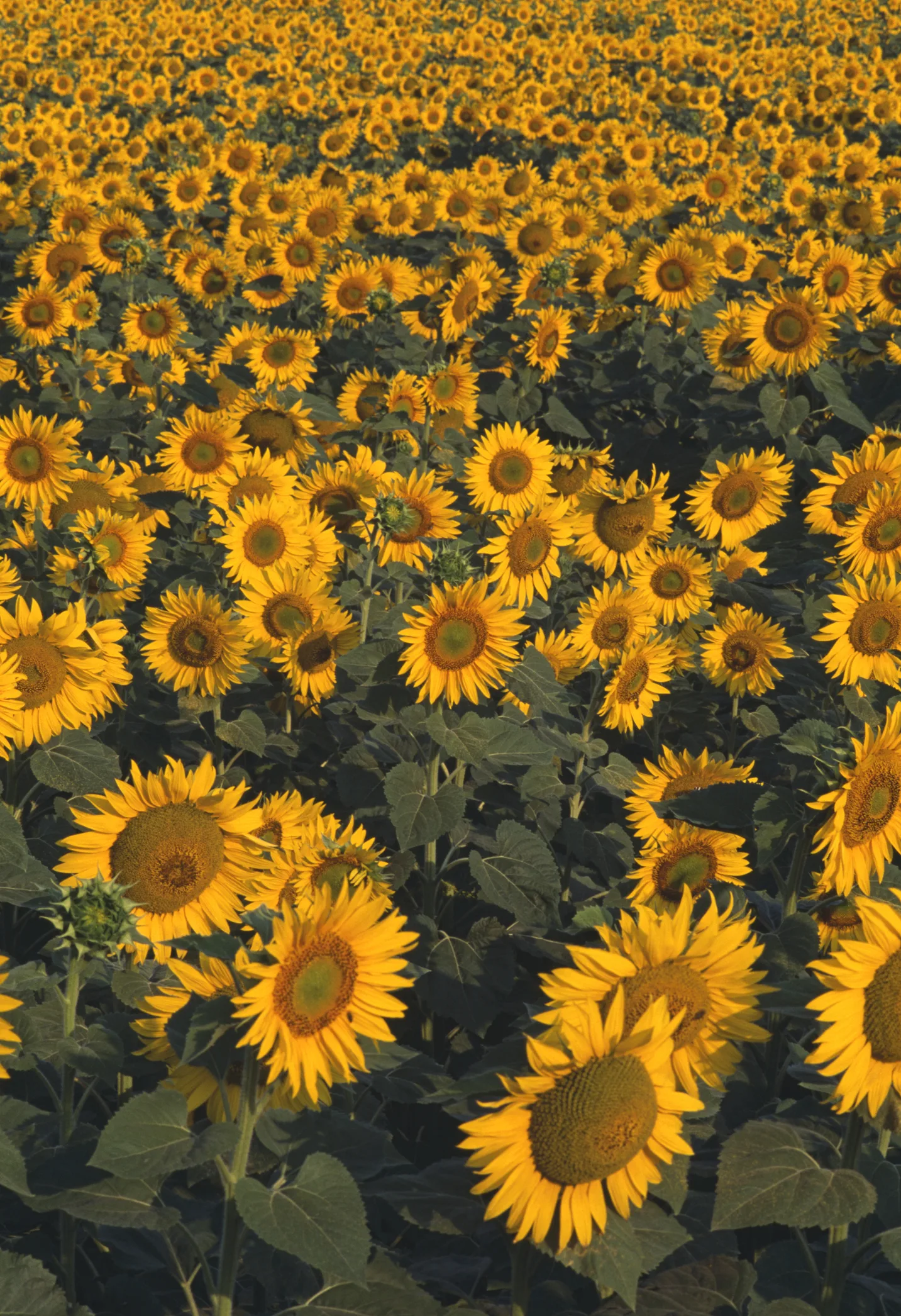 หอมกลิ่นลมหนาวที่....แม่สาย (ตอนที่1)