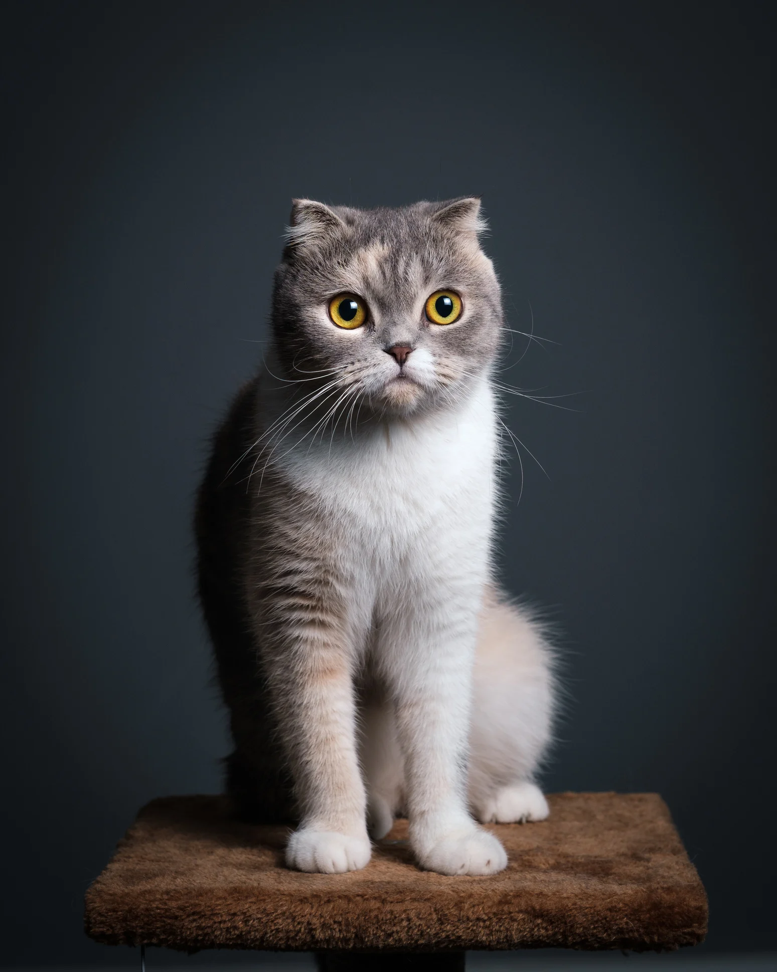 มากันทั้งเกาะ! เจ้าของบ้านปลูกต้นไม้หวังไล่ยุง วันต่อมากลับมีแมวมานอนเกลื่อนเต็มหน้าบ้าน