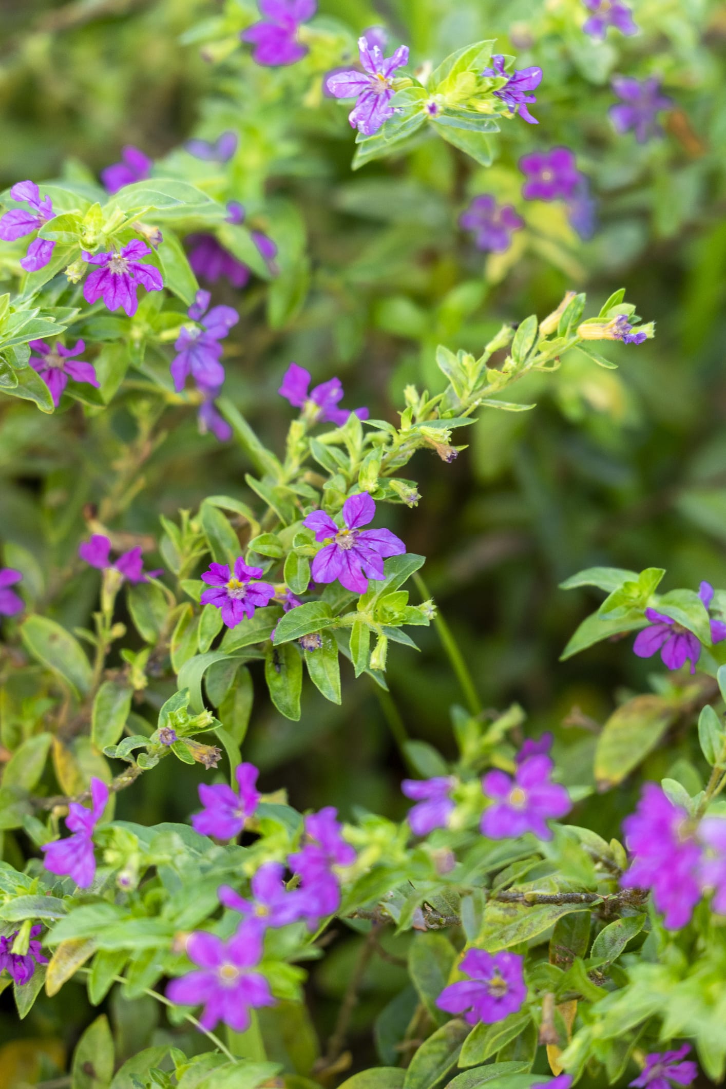 Charlie’s favourite purple plants