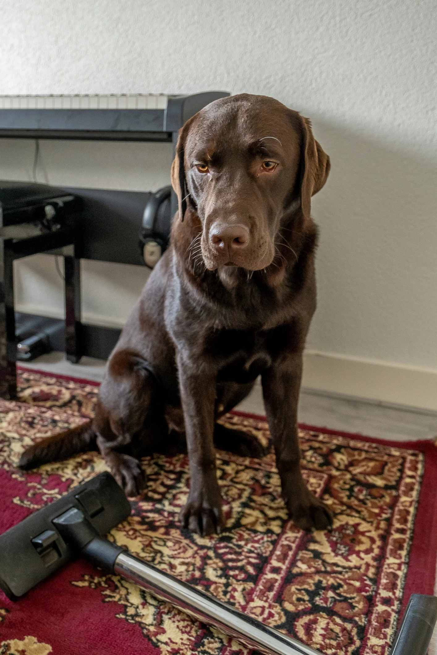 Robot vacuums are great, but they can't tackle every cleaning job