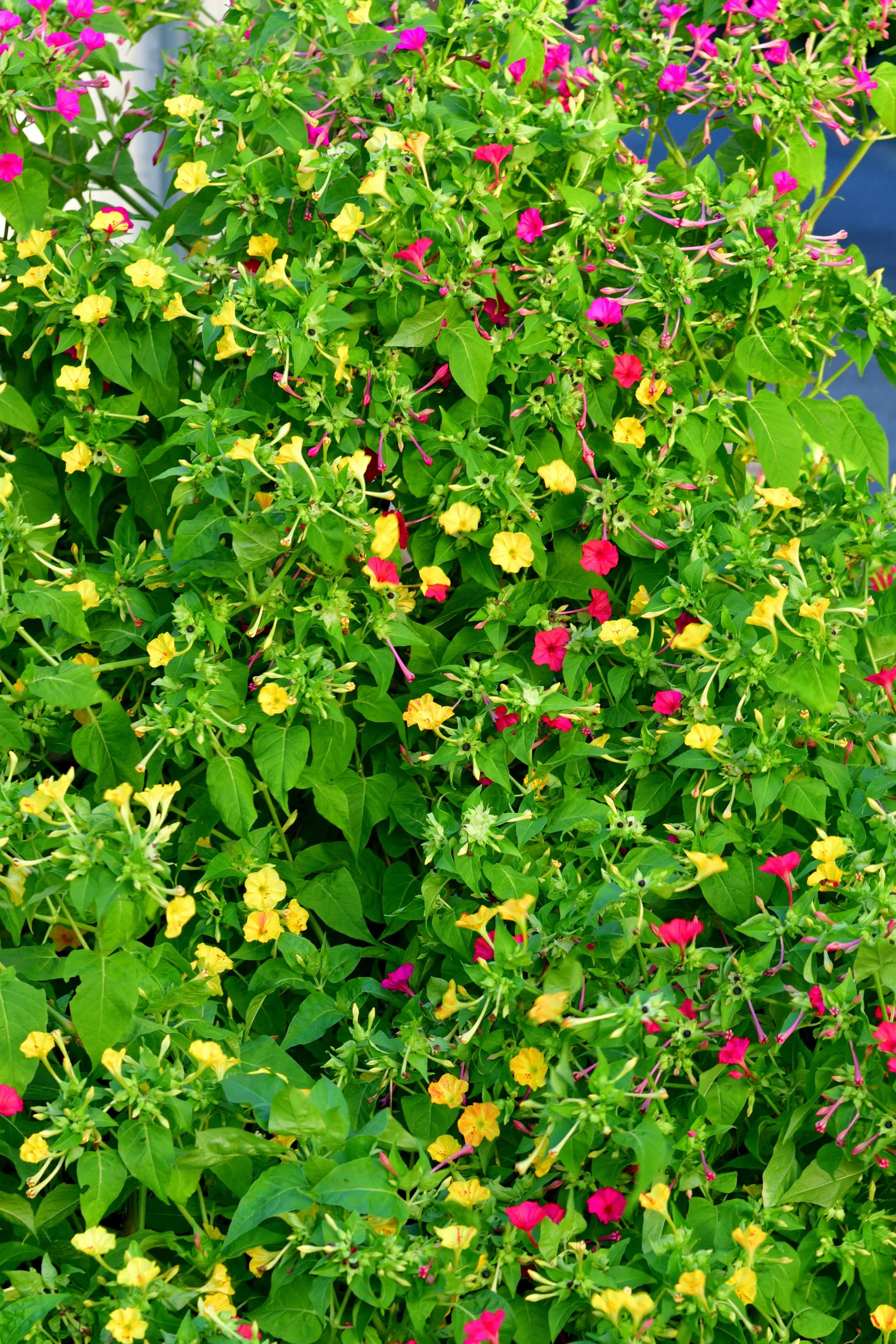 Apiaceae Family: Wonderful Plants in the Carrot Family and How to Grow Them
