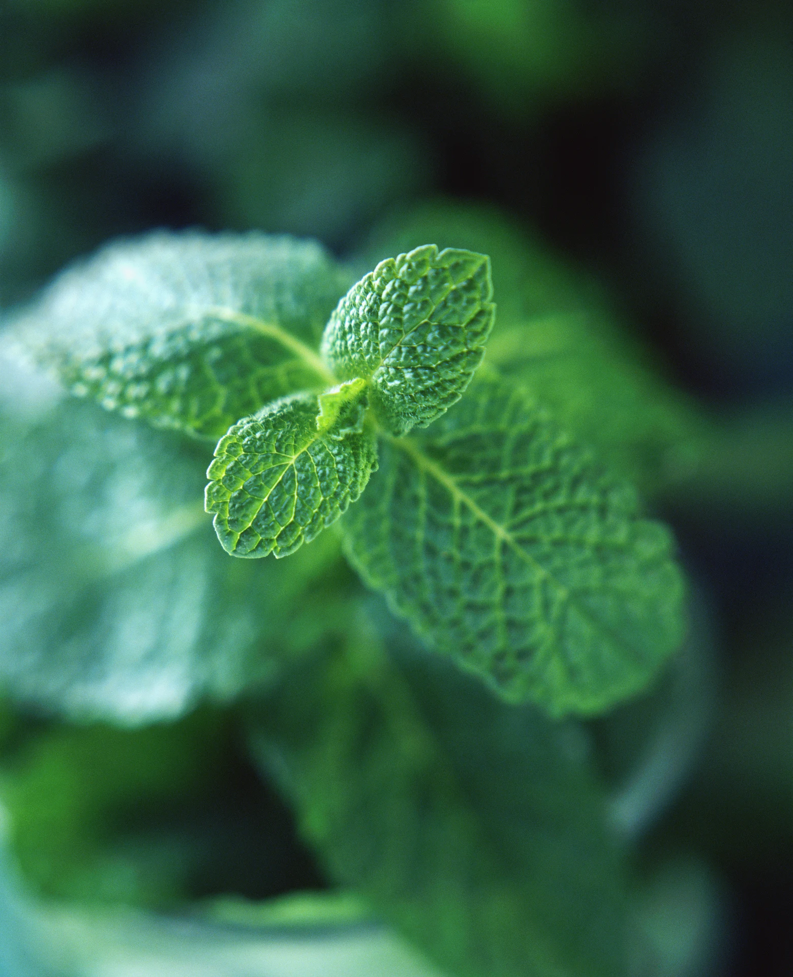 Plantes antimoustiques : 7 variétés pour éloigner les risques de piqûres