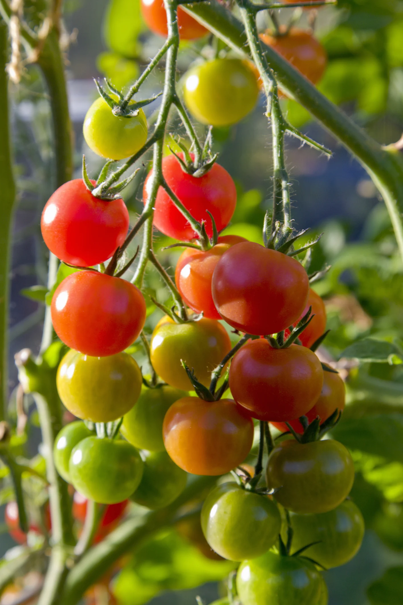 Cómo cultivar tomates en tu casa (incluso si no tienes terraza)
