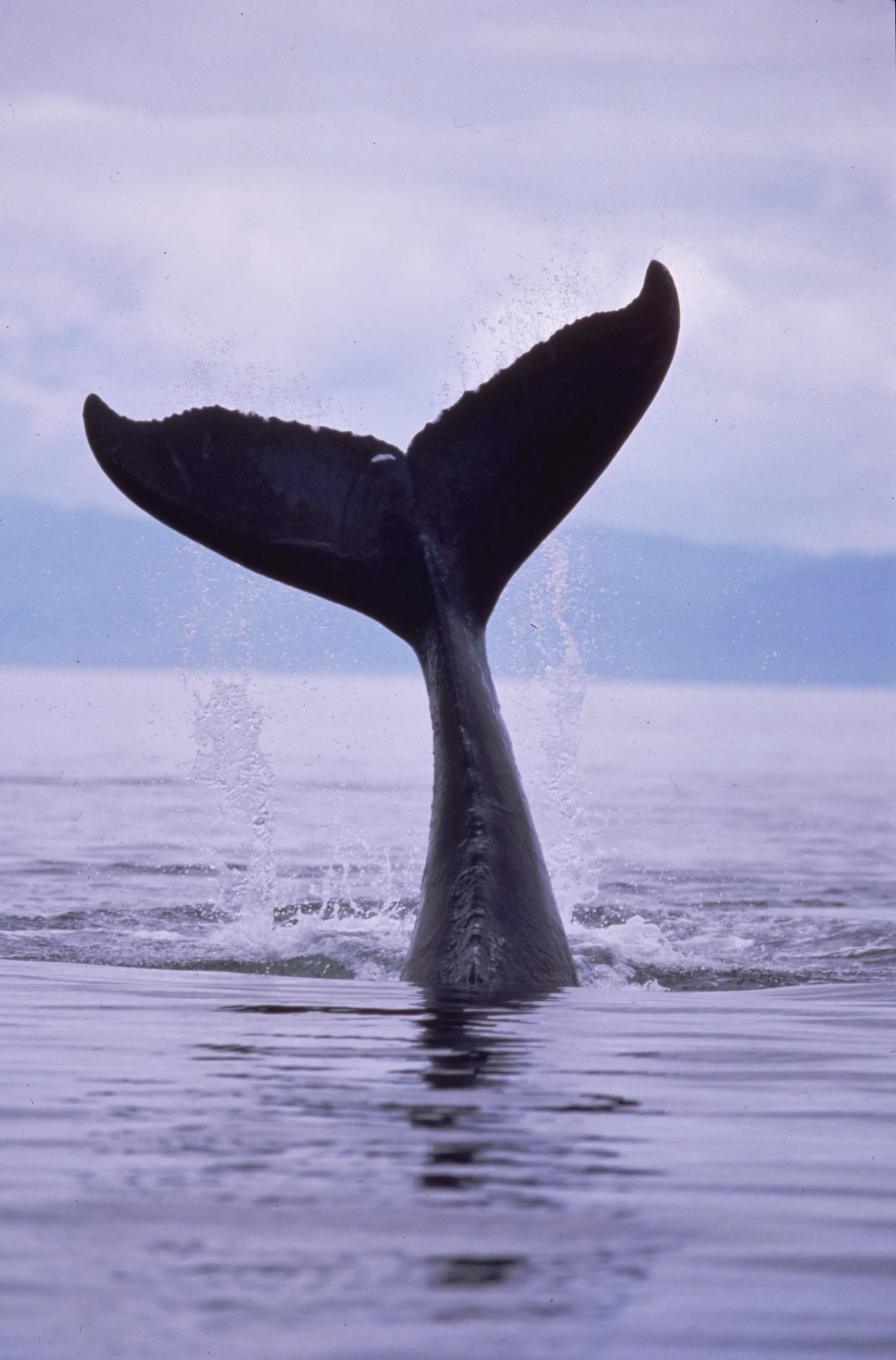 12 Fascinating Facts About Whales