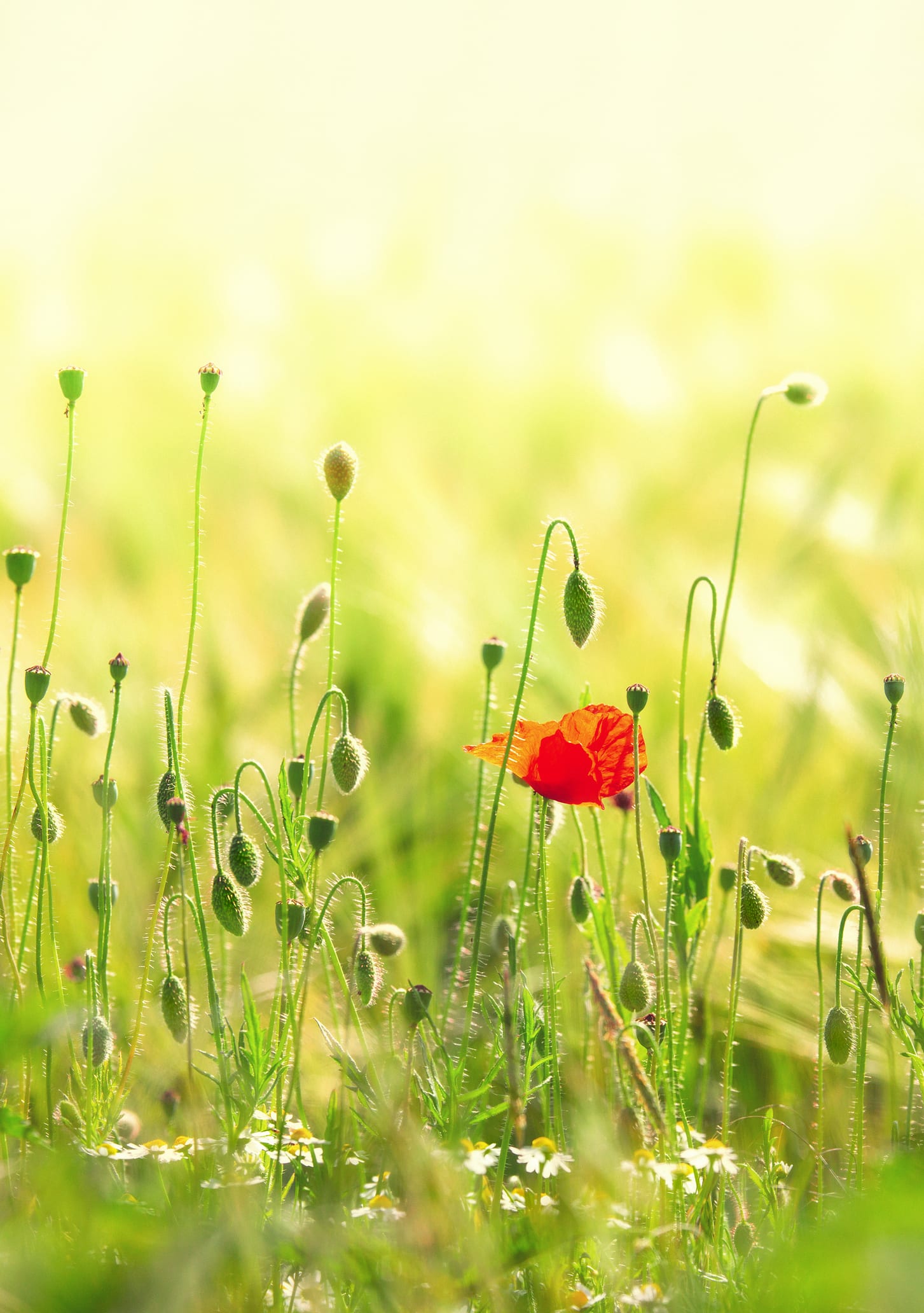 I pruned my way from gloomy to bloomy!