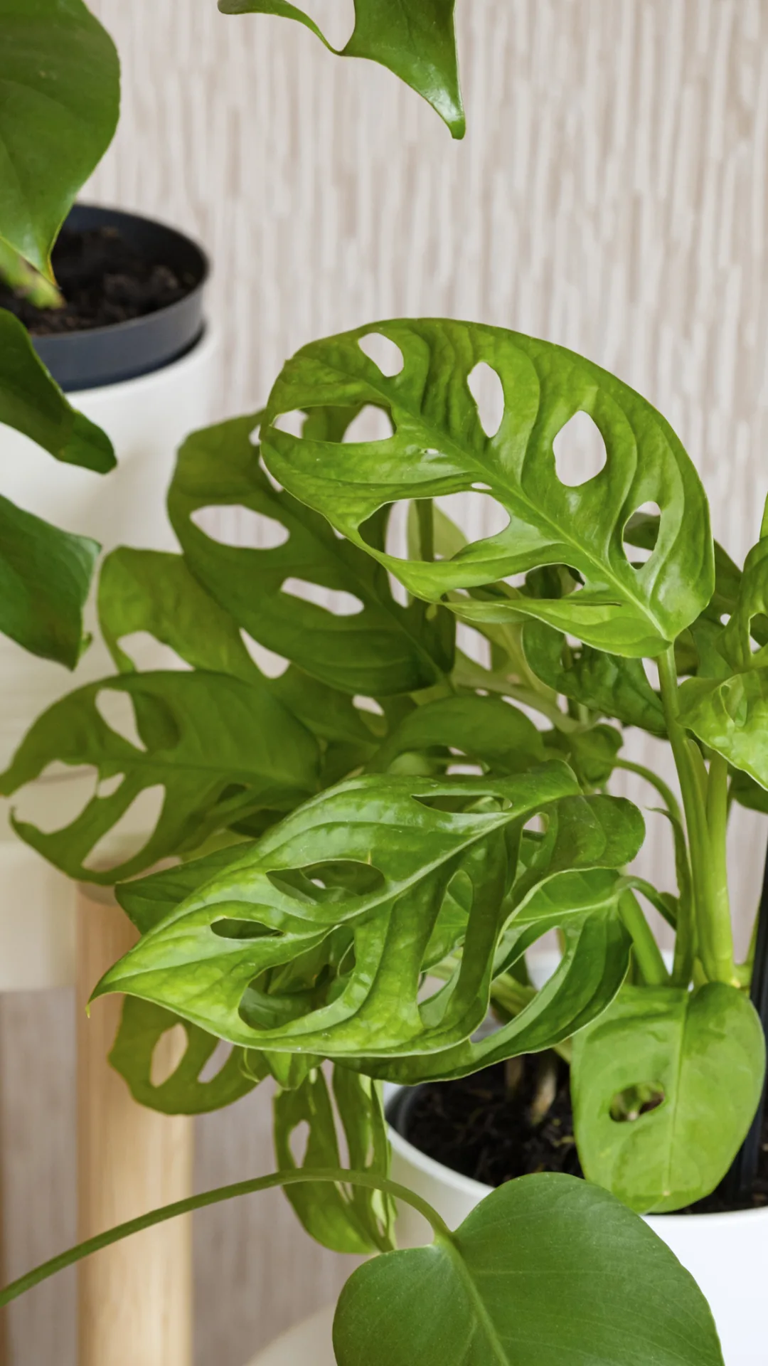 Indoor plant of the month: The monkey mask plant | Home