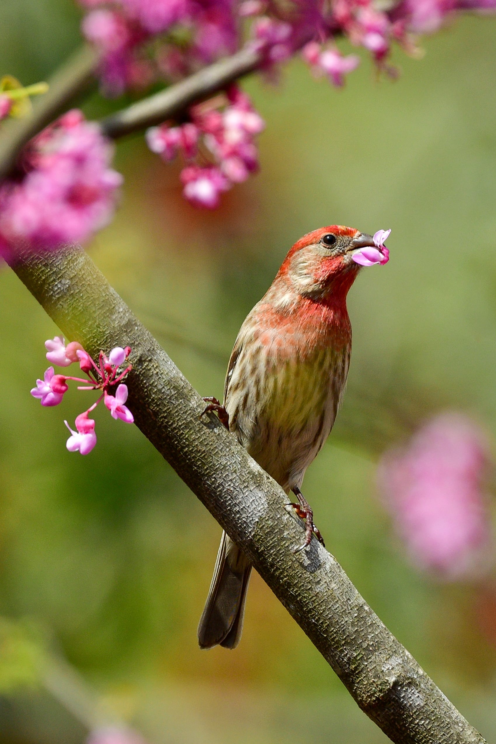 Voici pourquoi vous devez arrêter de nourrir les oiseaux au jardin