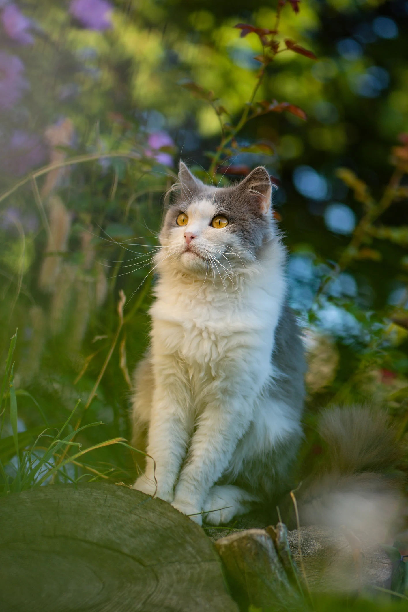 น่ารักเกินต้าน! “โนวะ” เจ้าเหมียวญี่ปุ่นผู้คลั่งรักการล้างจาน ทำเหล่าทาสแห่เอ็นดู..จนกลายเป็นไวรัล!