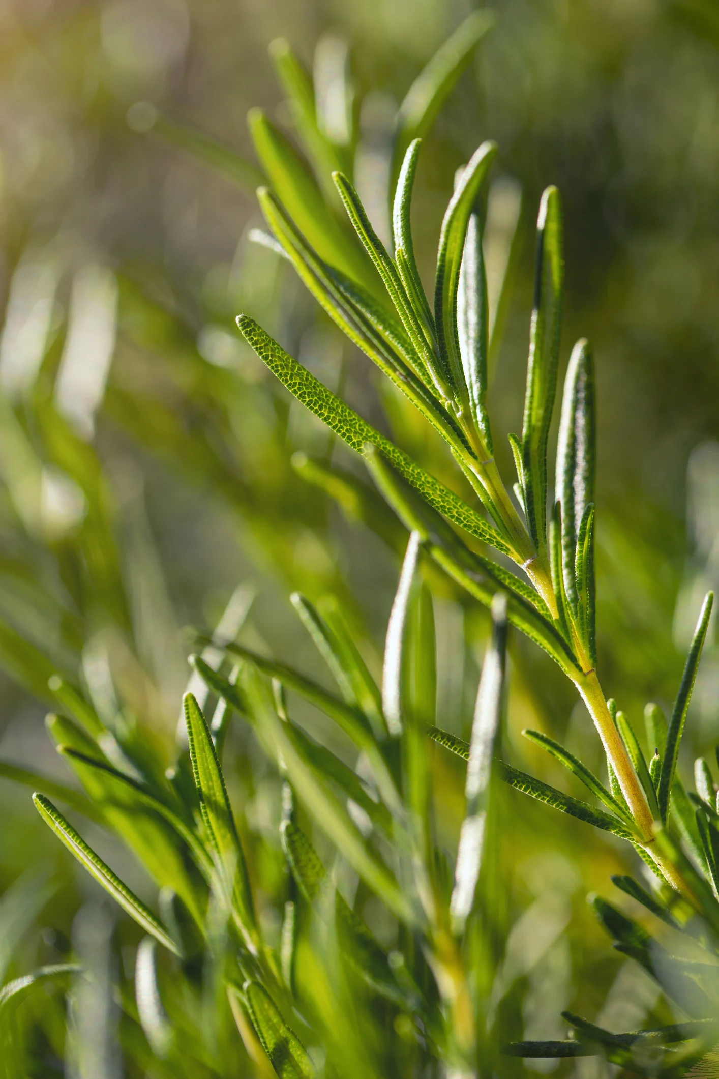 The best plants to grow on your balcony