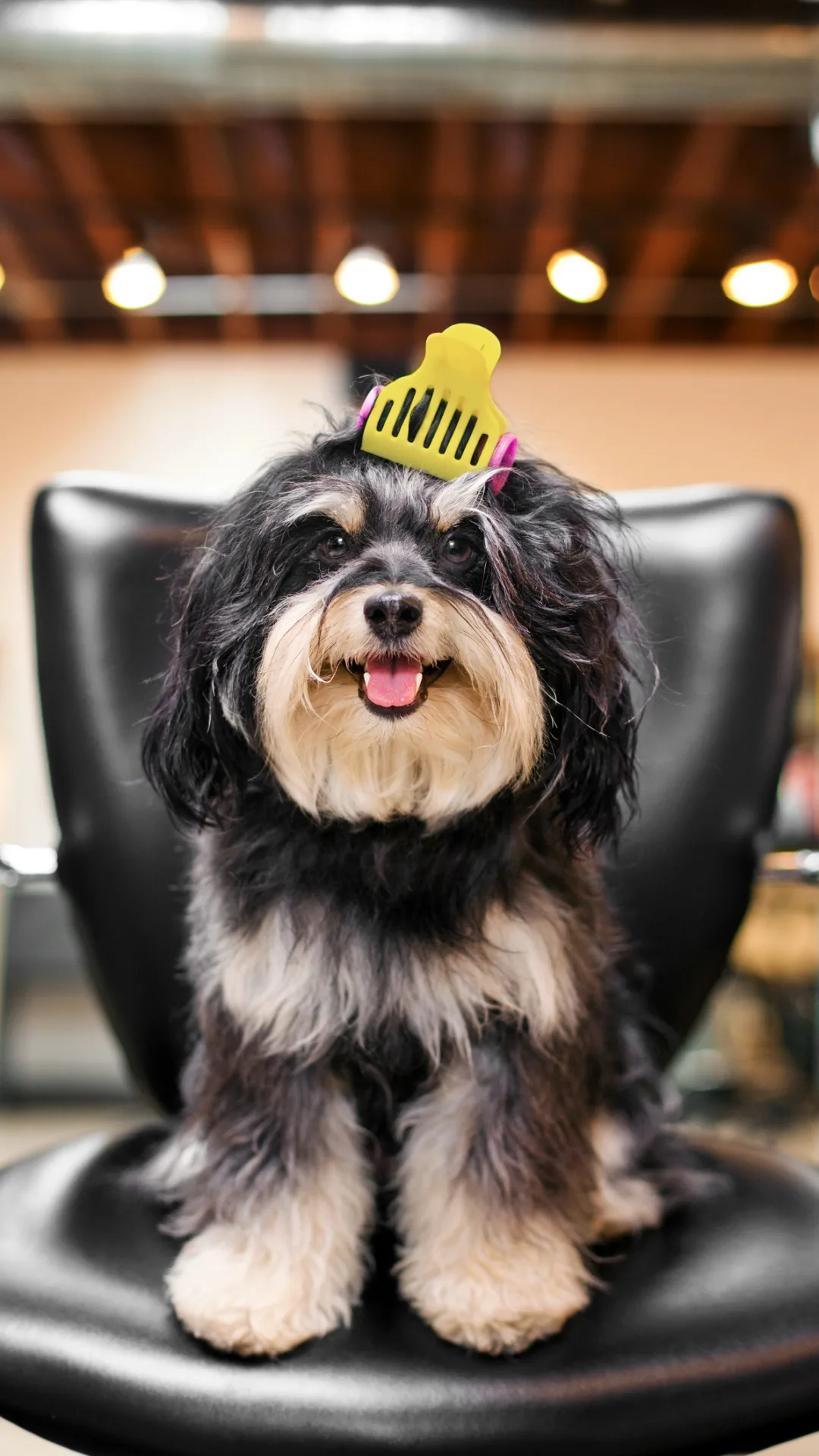 Toma nota, increíble receta para desenredar el pelo de tus perros