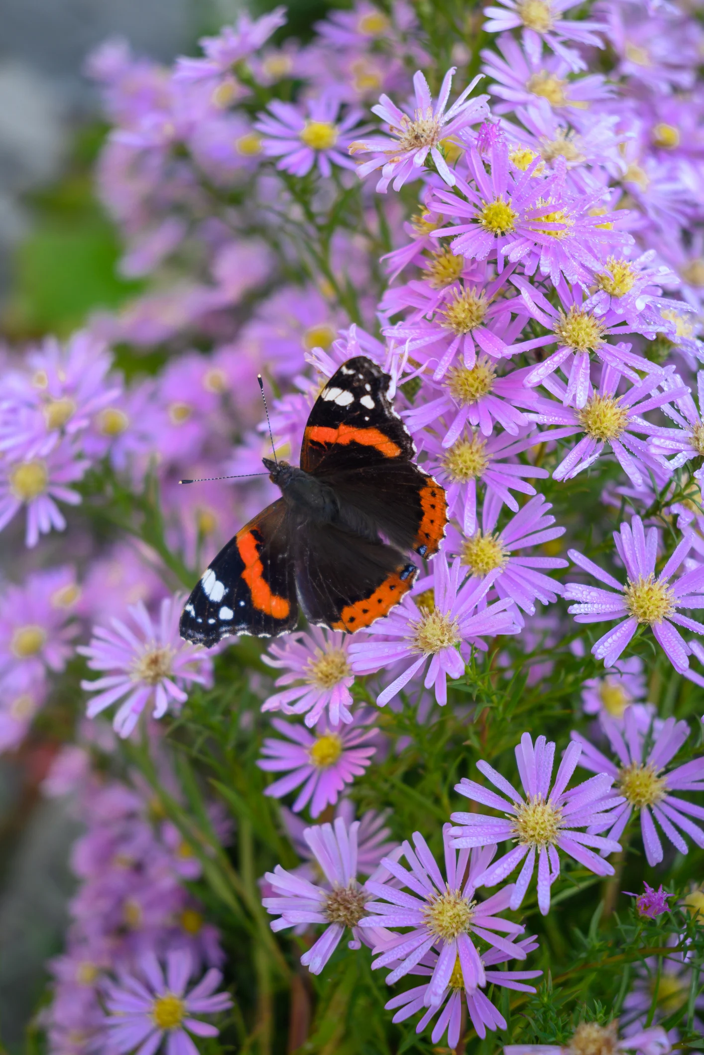 Wissenschaftsquiz: Beweisen Sie Ihr Wissen zum Thema Biodiversität!
