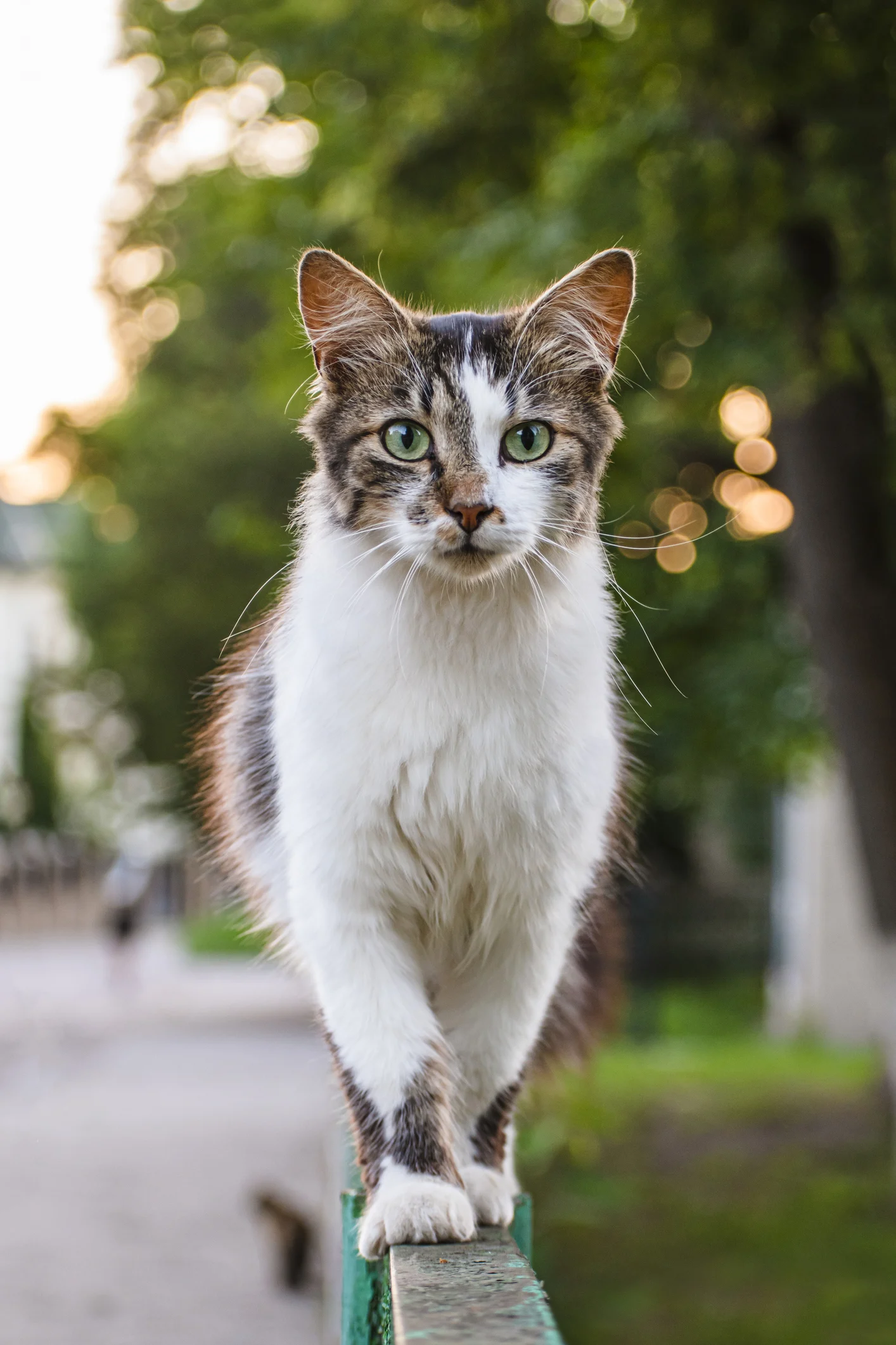 ¿Cómo enseñar a un gato a dormir en su cama?