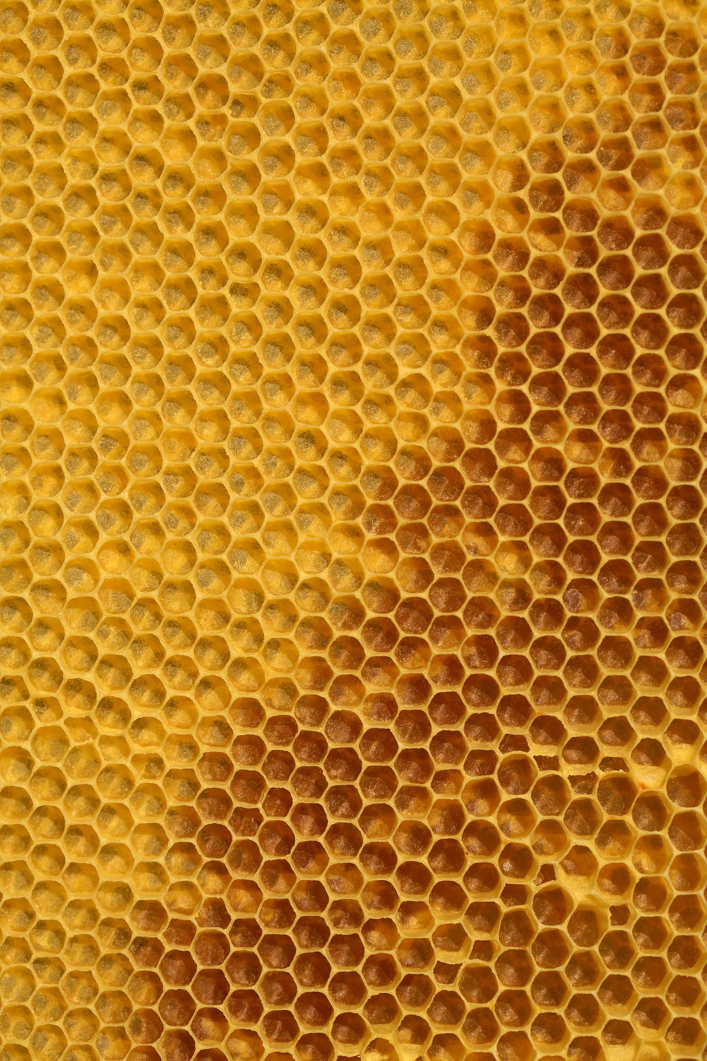 Anche le api urlano per segnalare il pericolo
