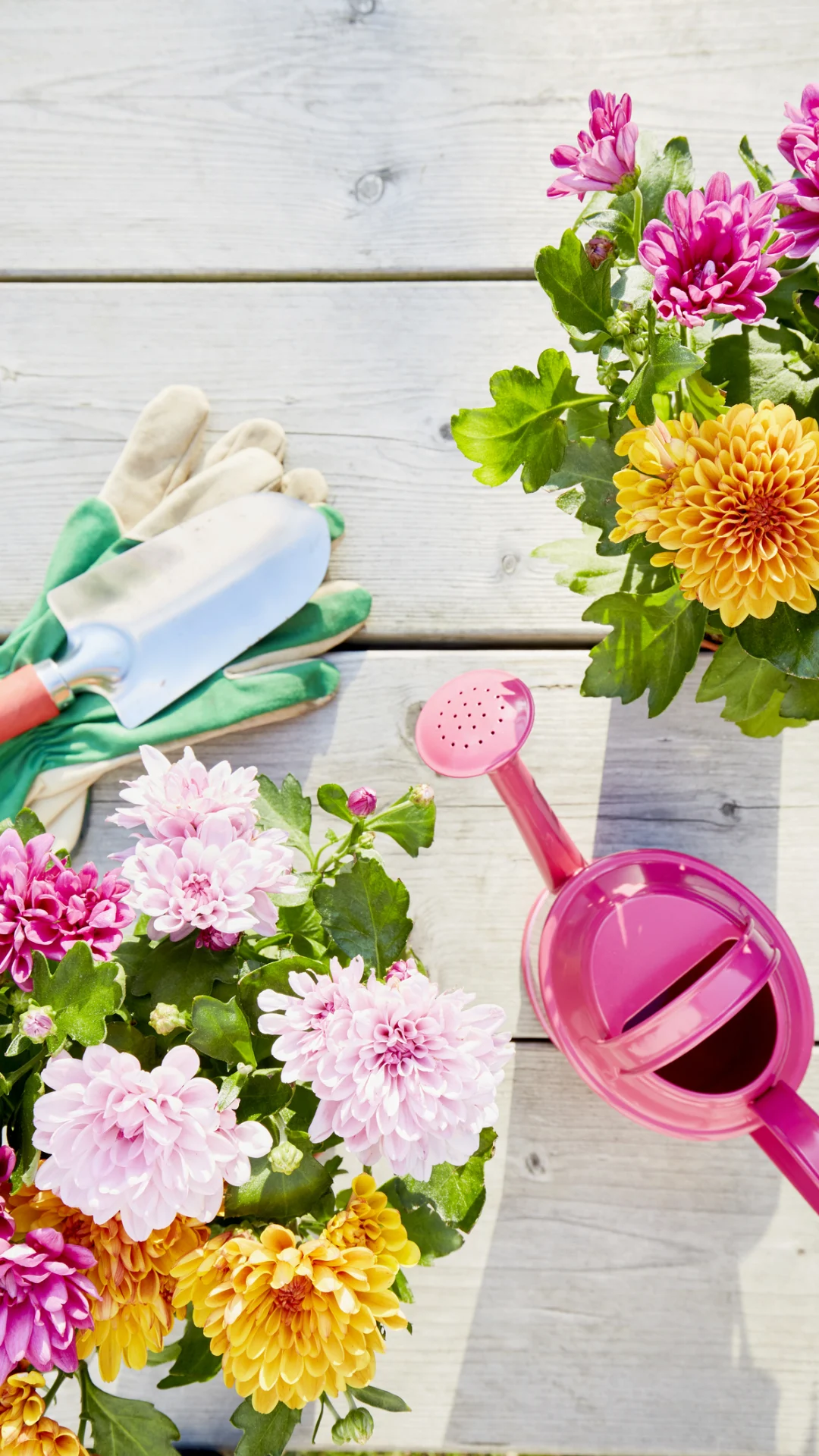Trucos para incrementar la floración en tu jardín