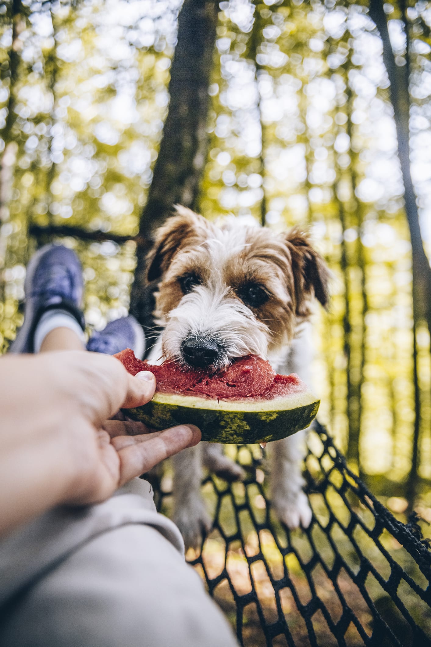 Estas 3 frutas que tienes en casa pueden ser tóxicas para tus perros