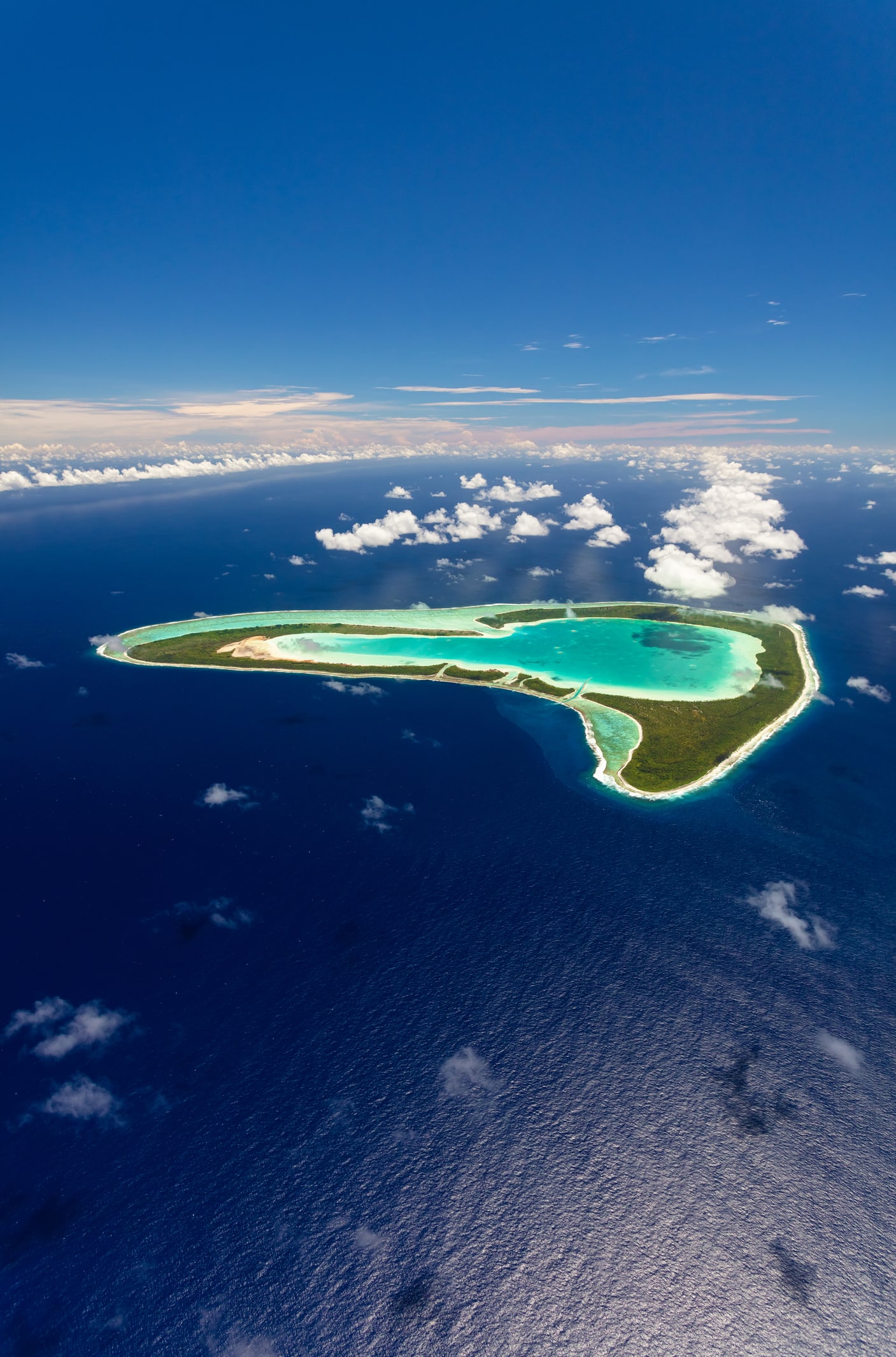 Massive 'pristine' reef of giant rose-shaped corals discovered lurking unusually deep off the coast of Tahiti