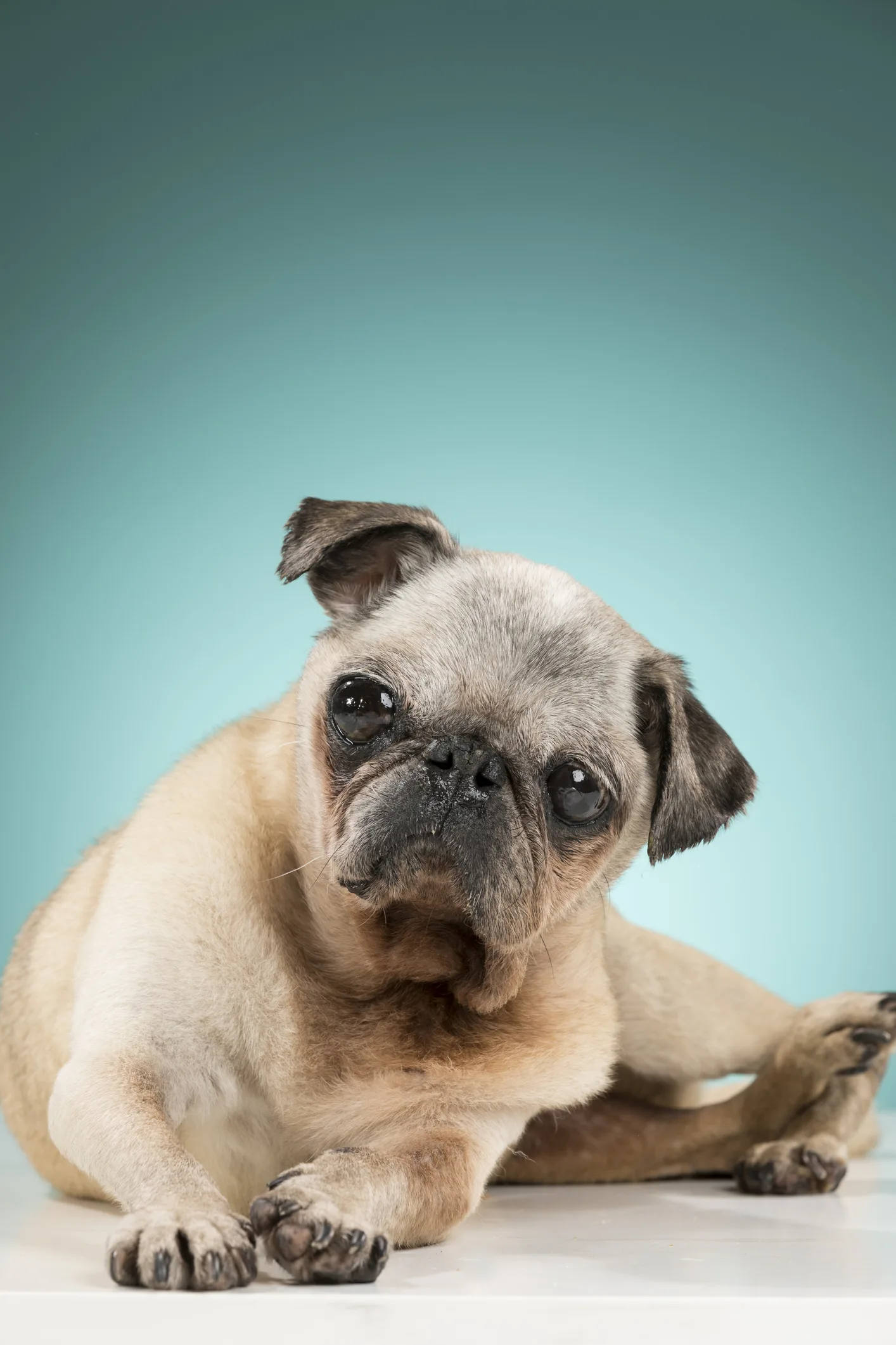 El simple pero asombroso motivo por el que los perros mueven las cejas