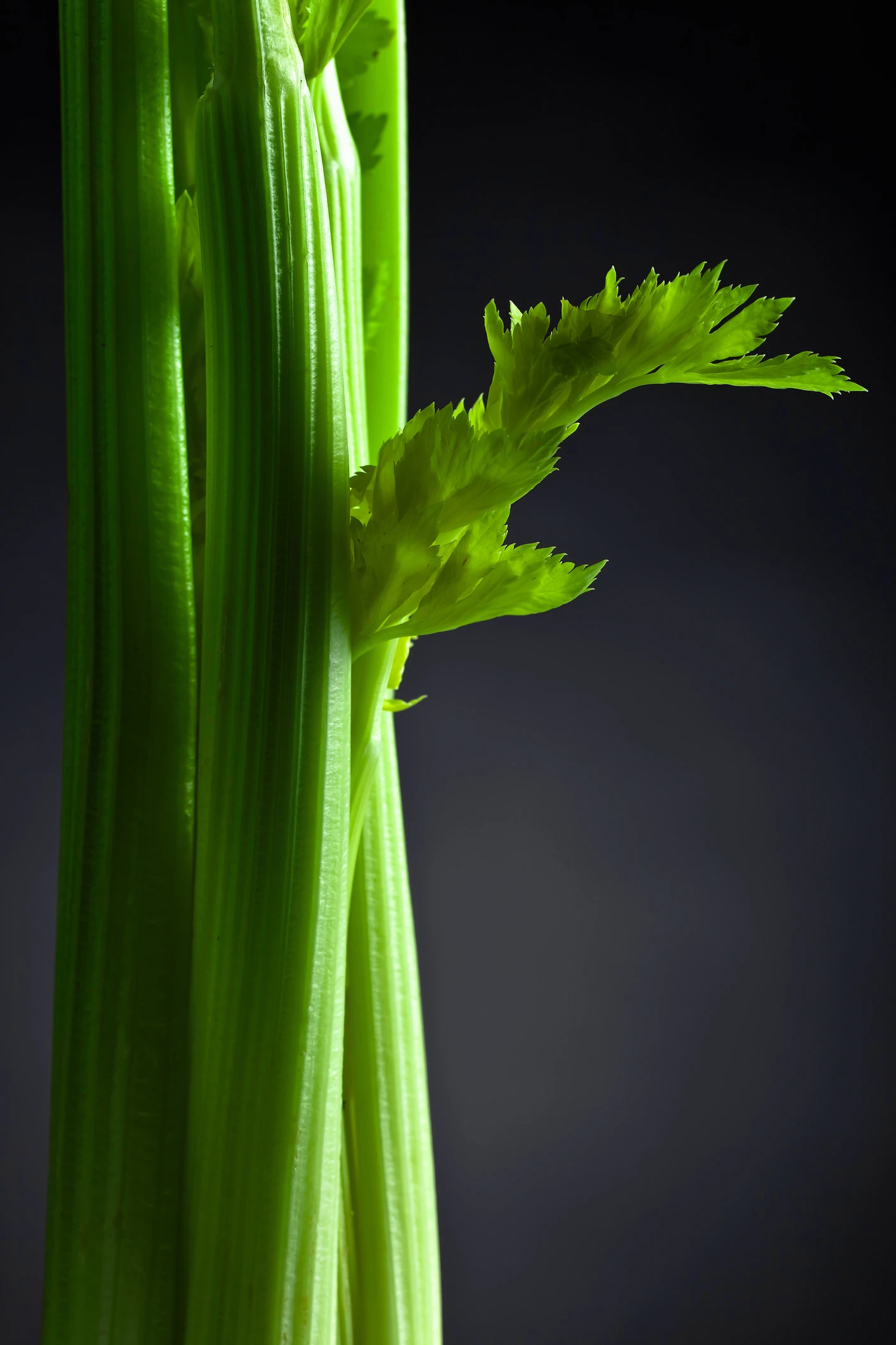 Cómo conservar verduras, frutas, hortalizas y setas por mucho tiempo