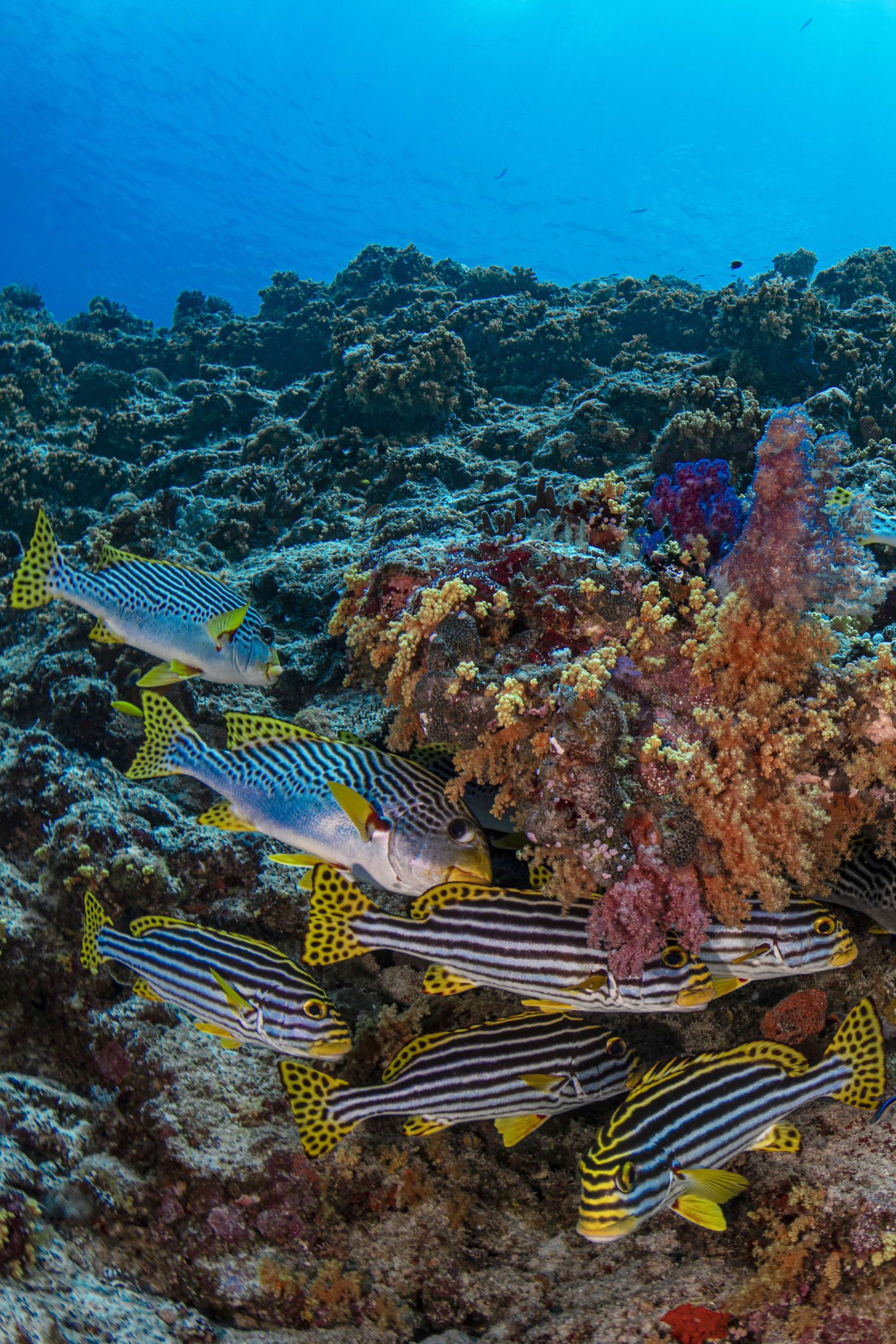 Un estudio español descifra la historia de la biodiversidad marina: lo que se pierda este siglo tardará millones de años en recuperarse