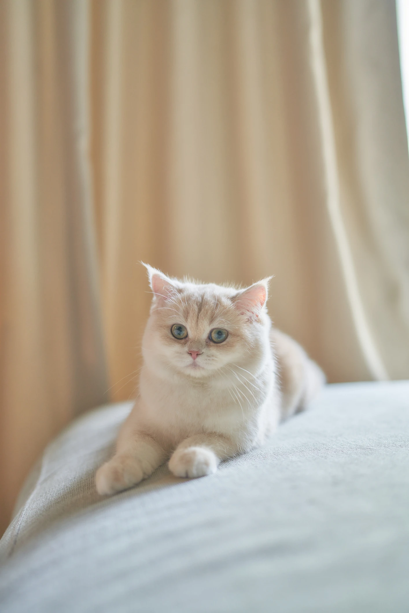 “Kucing ni rosak ke?” – Netizen Kagum Tengok ‘Akhlak’ Kucing Ni, Pandai Berlakon Jadi Model!