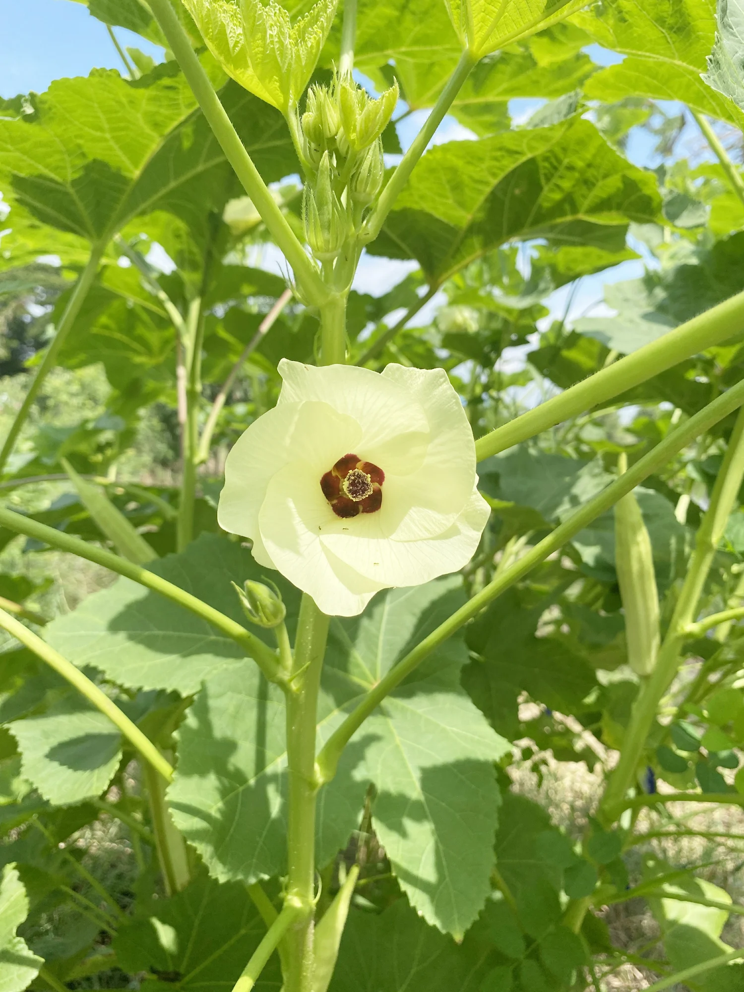 نباتات قادرة على تصفية المياه المبتذلة من البلاستيك الدقيق
