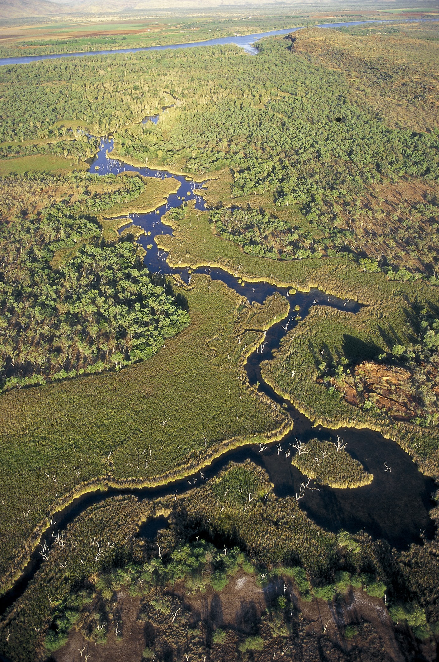 Catturato in Florida un pitone di oltre 5 metri con 122 uova nel corpo