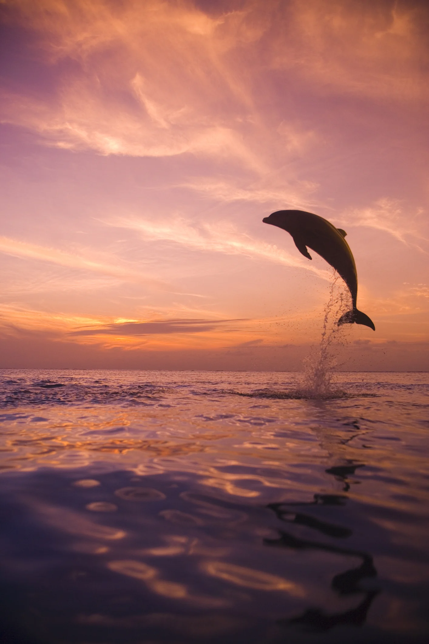 Dolphins so cultured they even enjoy listening to Beethoven and Bach