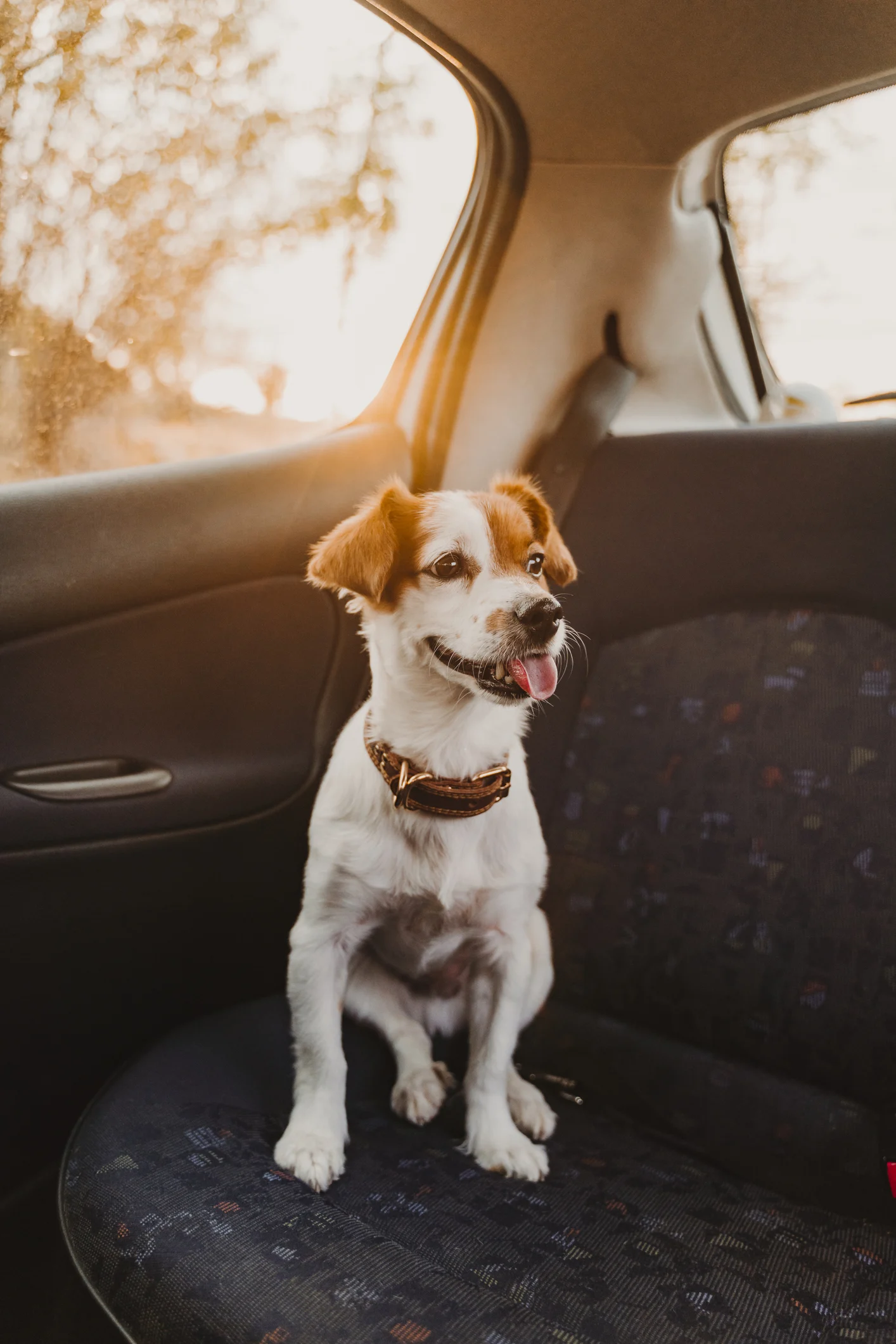 Cane in auto: i posti preferiti in cui si sente più a suo agio