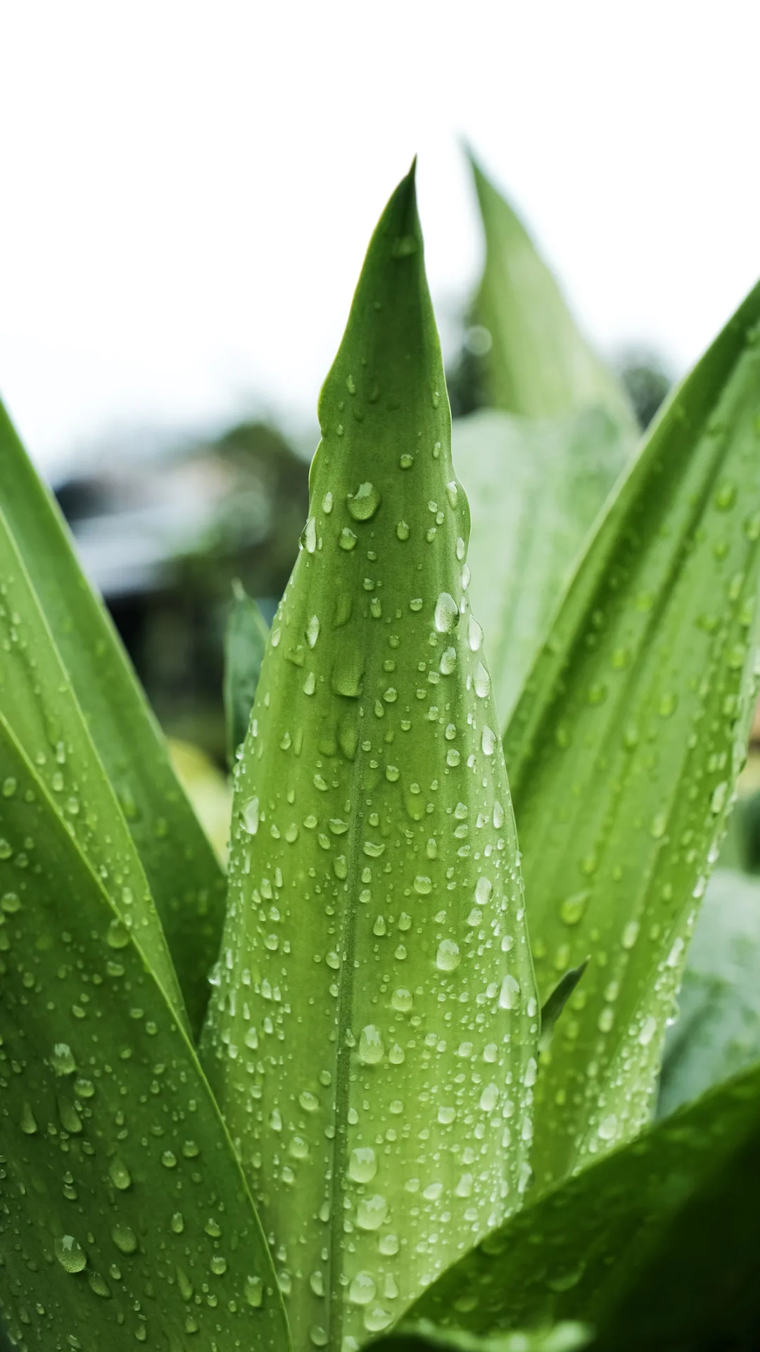 Aloe vera, un enraizante natural para que los esquejes sean un éxito