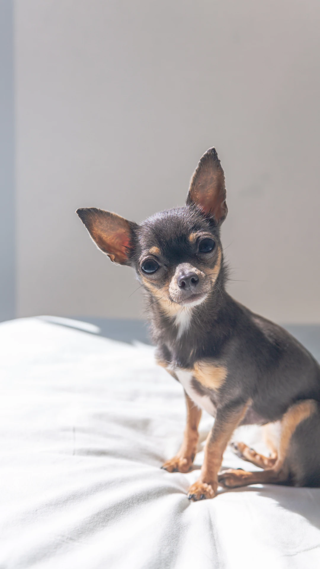 Perros Chihuahua bebés: precios, fotos, criaderos y características