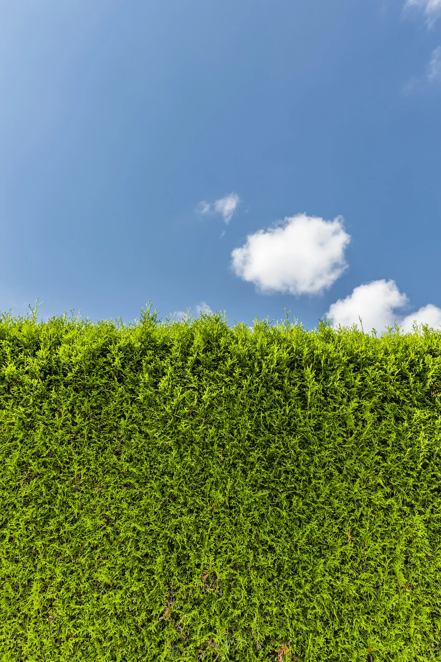 Vorsicht beim Heckenschneiden! So sehr schadet Ihr damit den Vögeln