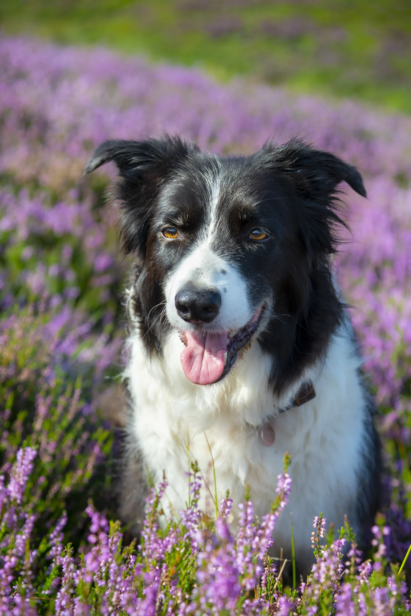 Natura e libertà: le razze canine che vivono bene all'aperto