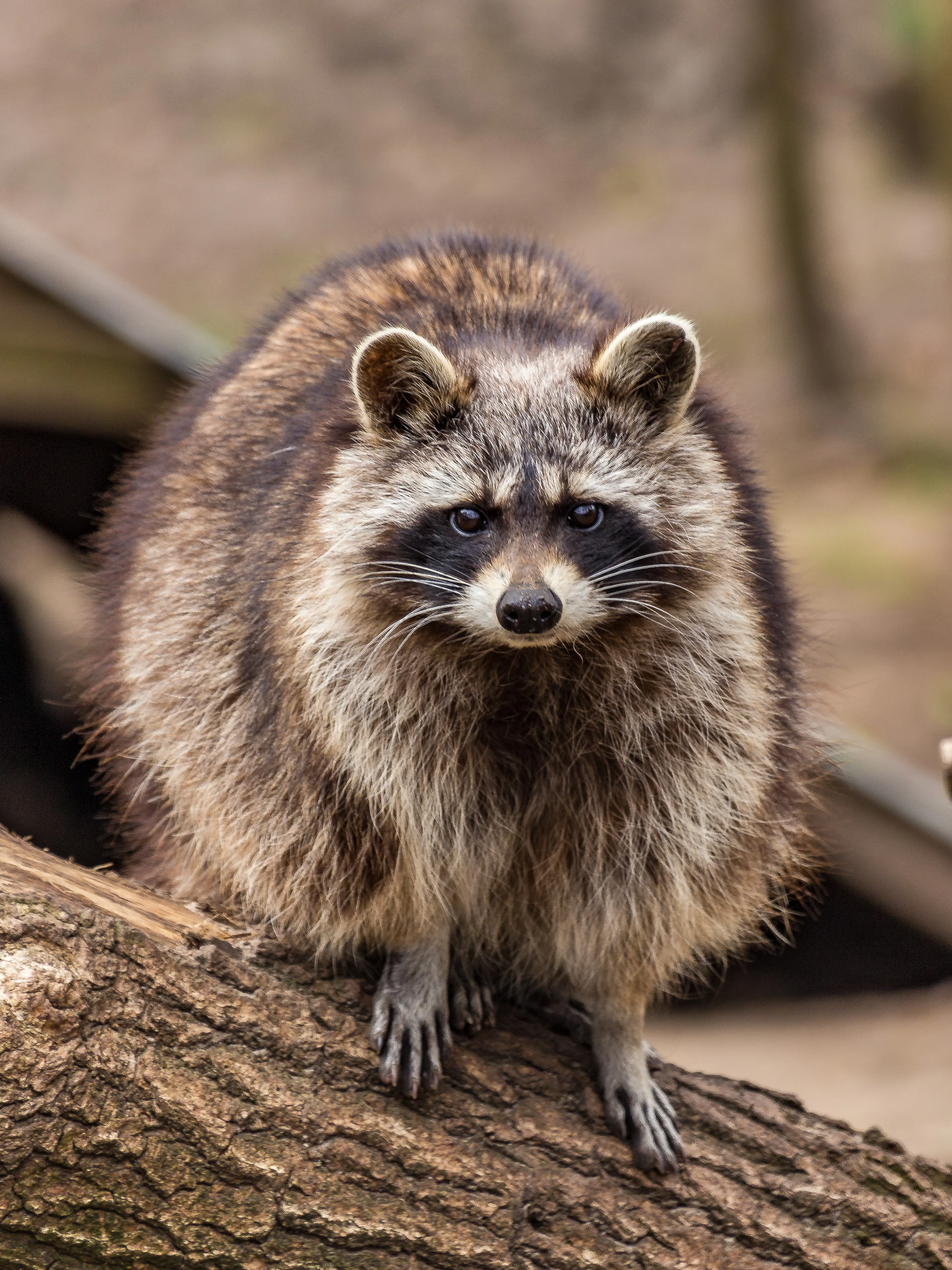 Una donna salva un procione e lui dopo tre anni torna ancora a trovarla