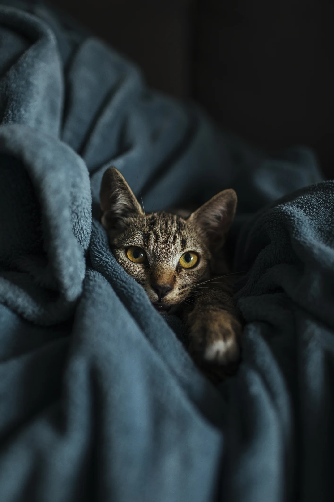 Esto es lo que le pasará si duerme con su gato